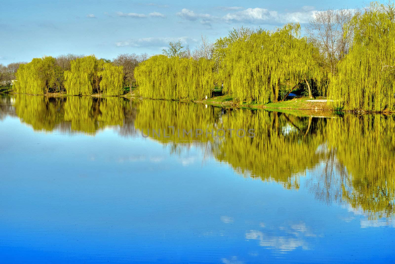 Landscape with trees reflected in pond. HDR image