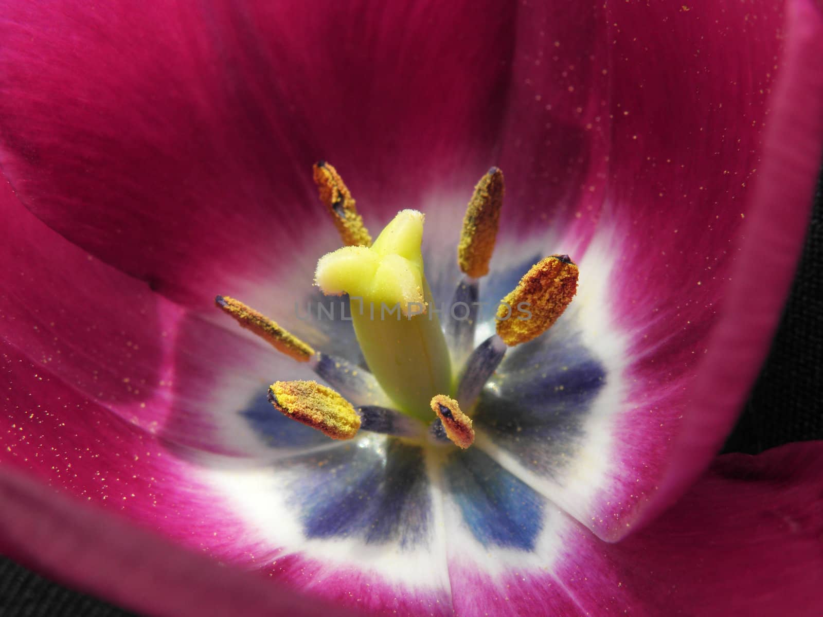 The interior of a flower that has many colors.