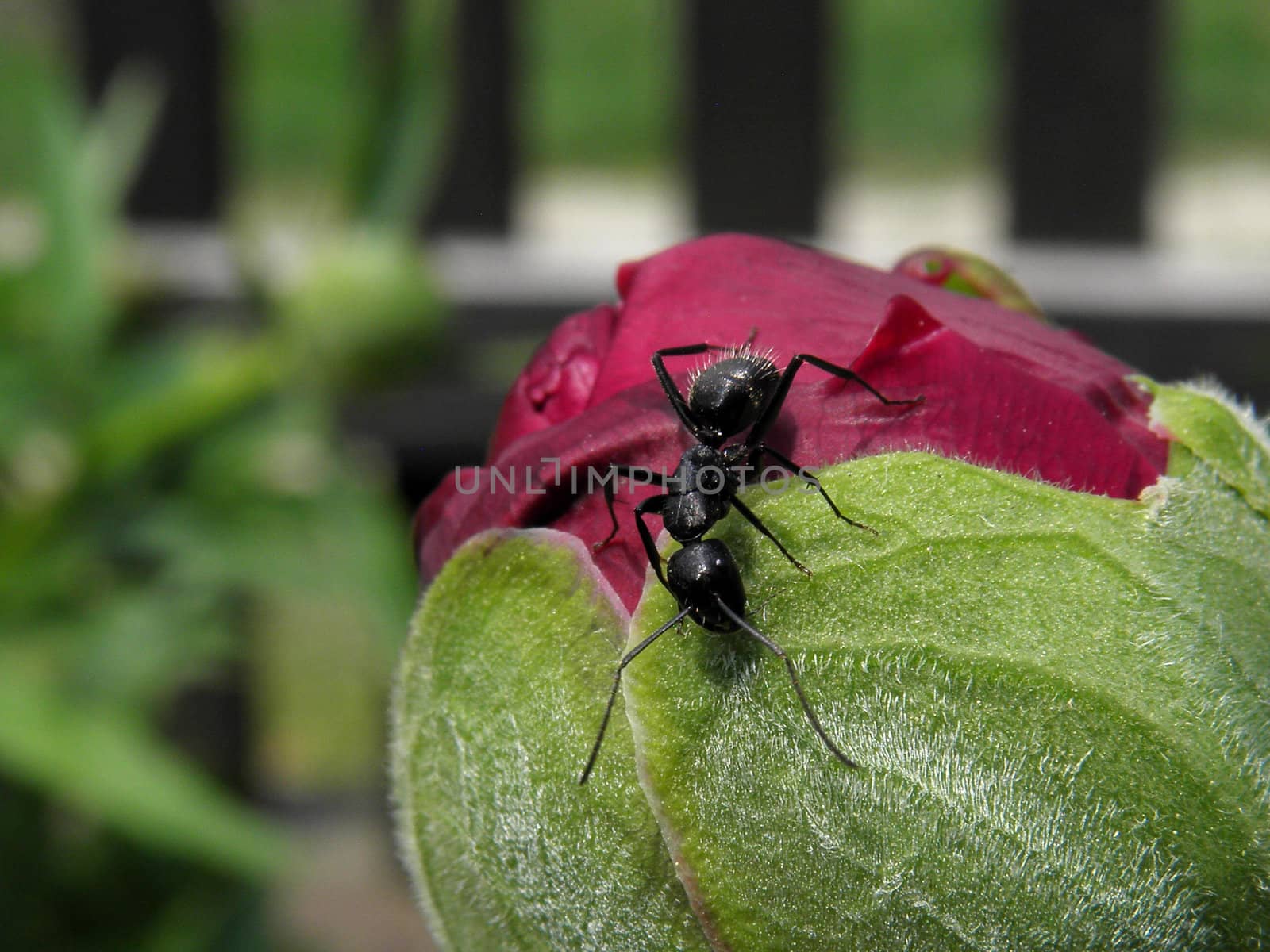 Ant on flower by Dona203