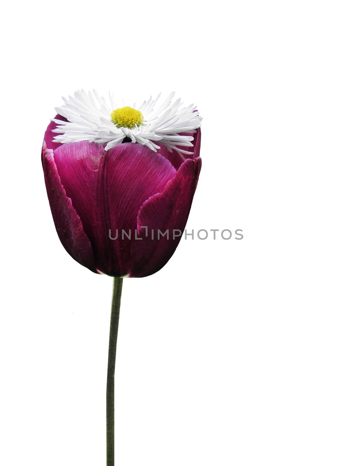 Purple tulip flower. The flower is another flower. Daisy all colors. On a white background.
