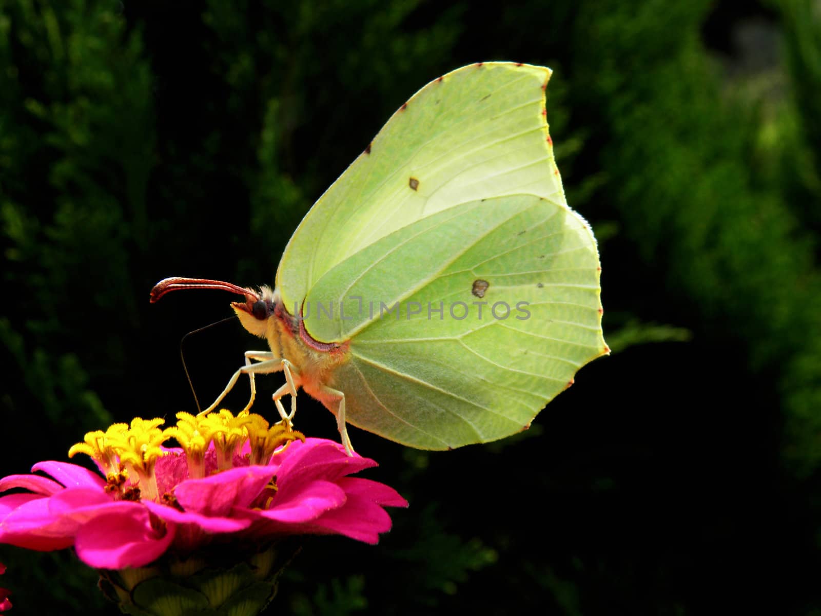 Butterfly photographed as he landed on a flower.