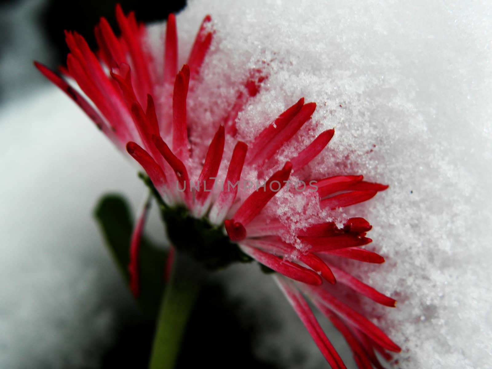 Flower who was surprised by the snow and half-buried.