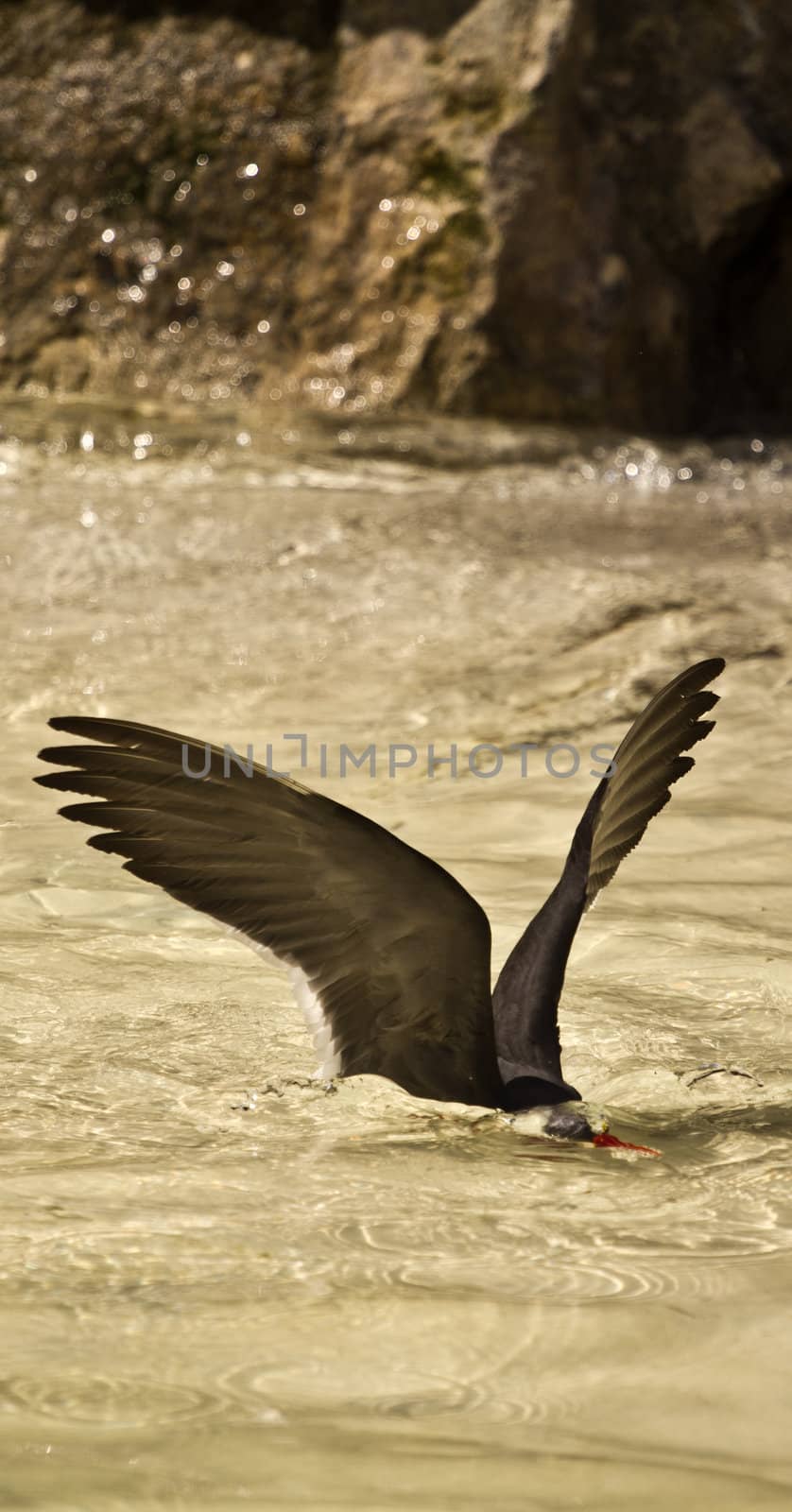 An bird at the seaside cooling off in the water
