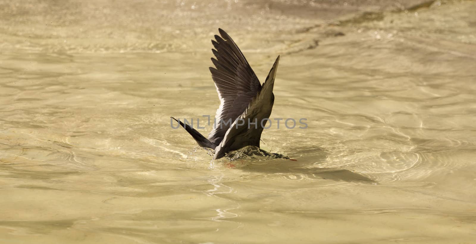 An bird at the seaside cooling off in the water