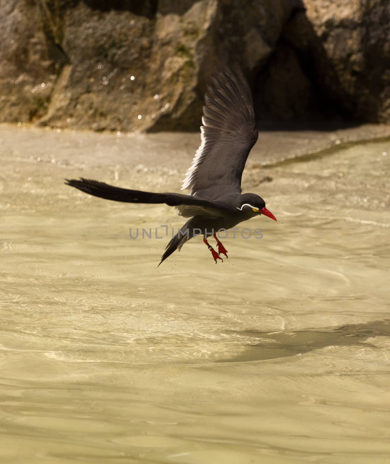 An bird at the seaside cooling off in the water