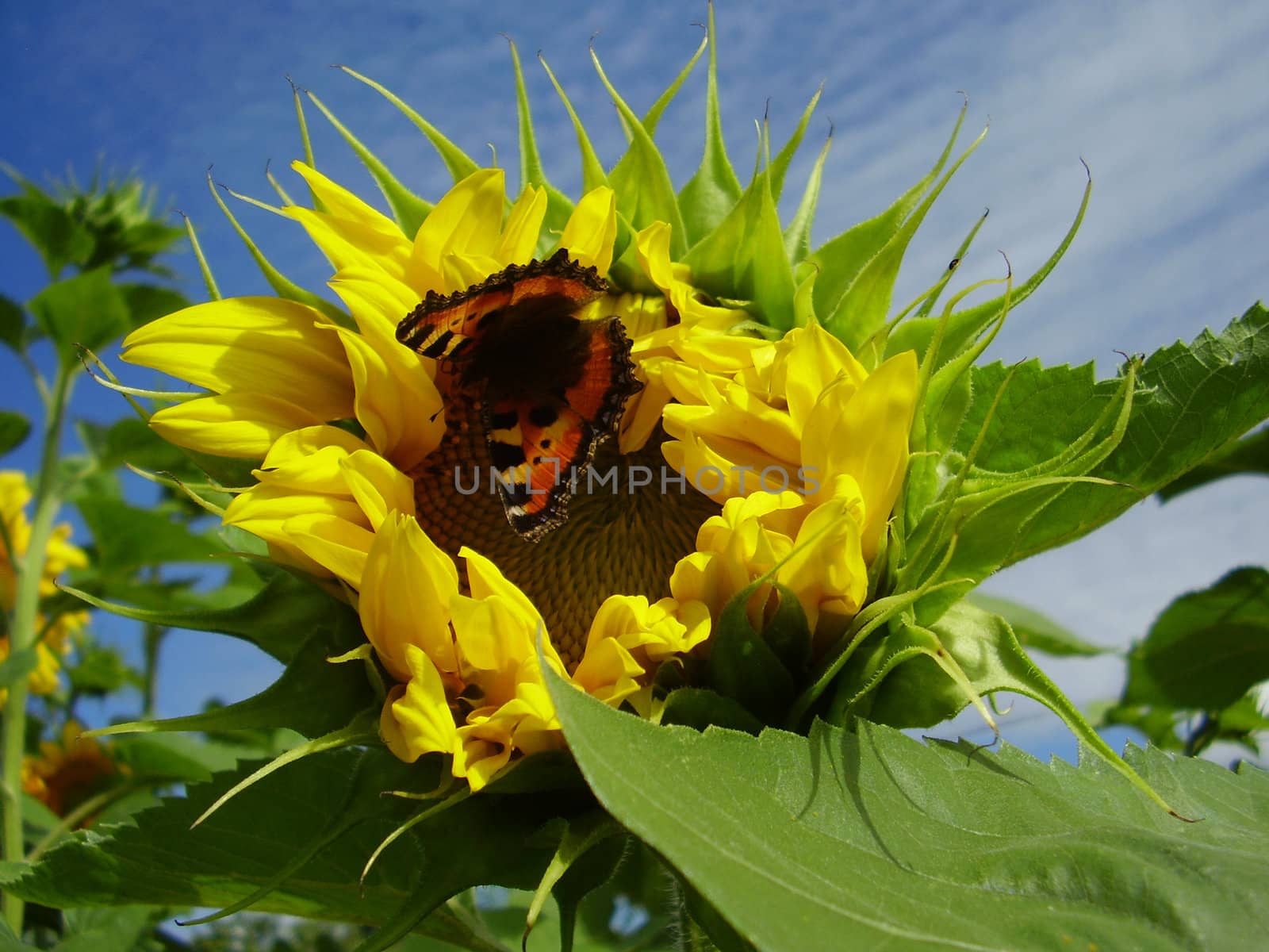 The butterfly on a sunflower flower. Summer midday. Windless solar weather.     