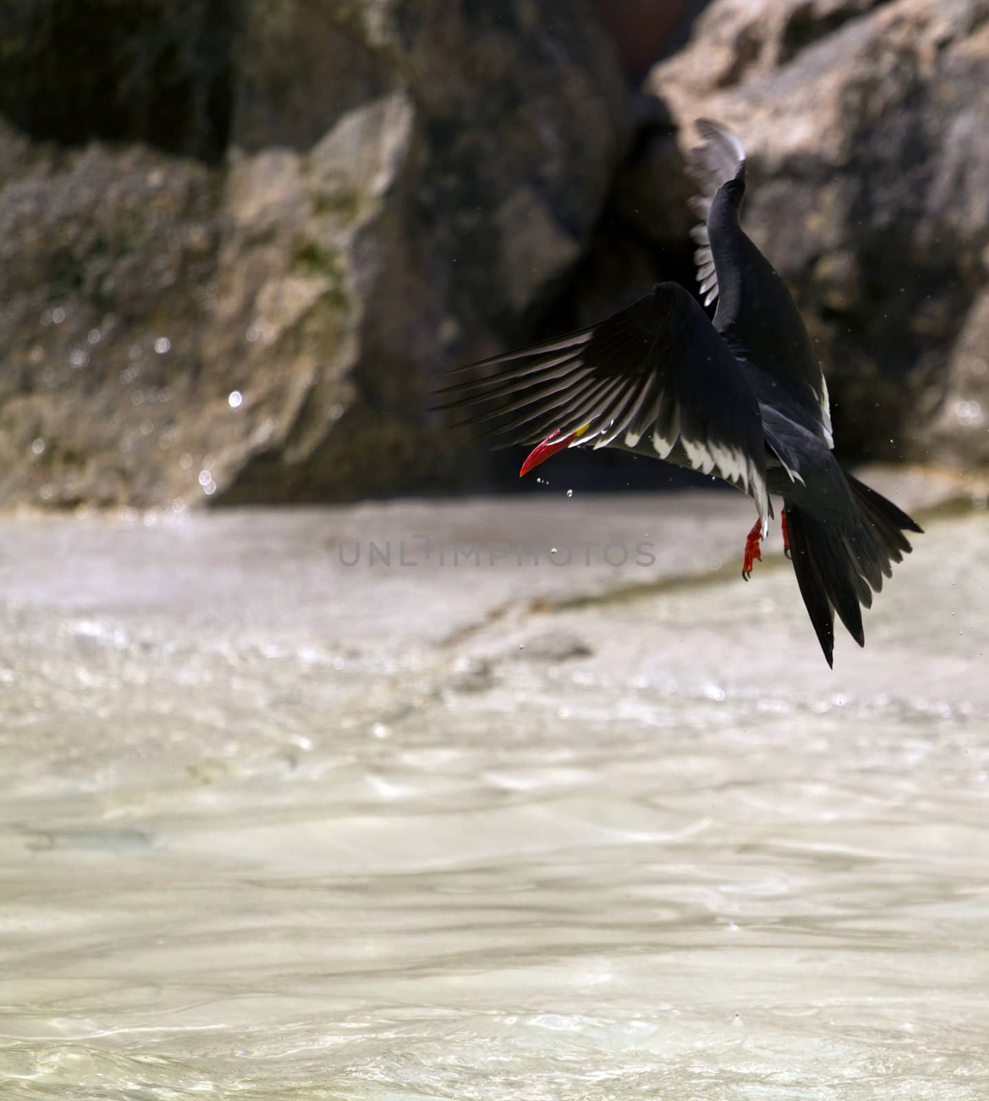 An bird at the seaside cooling off in the water
