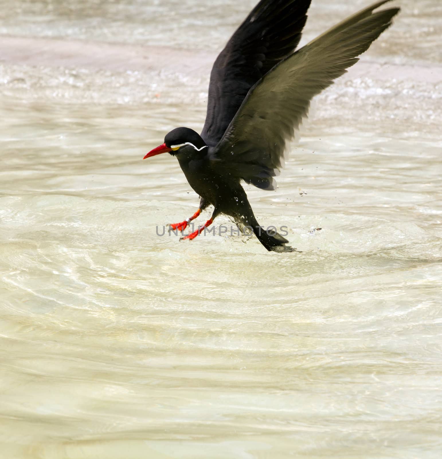 An bird at the seaside cooling off in the water