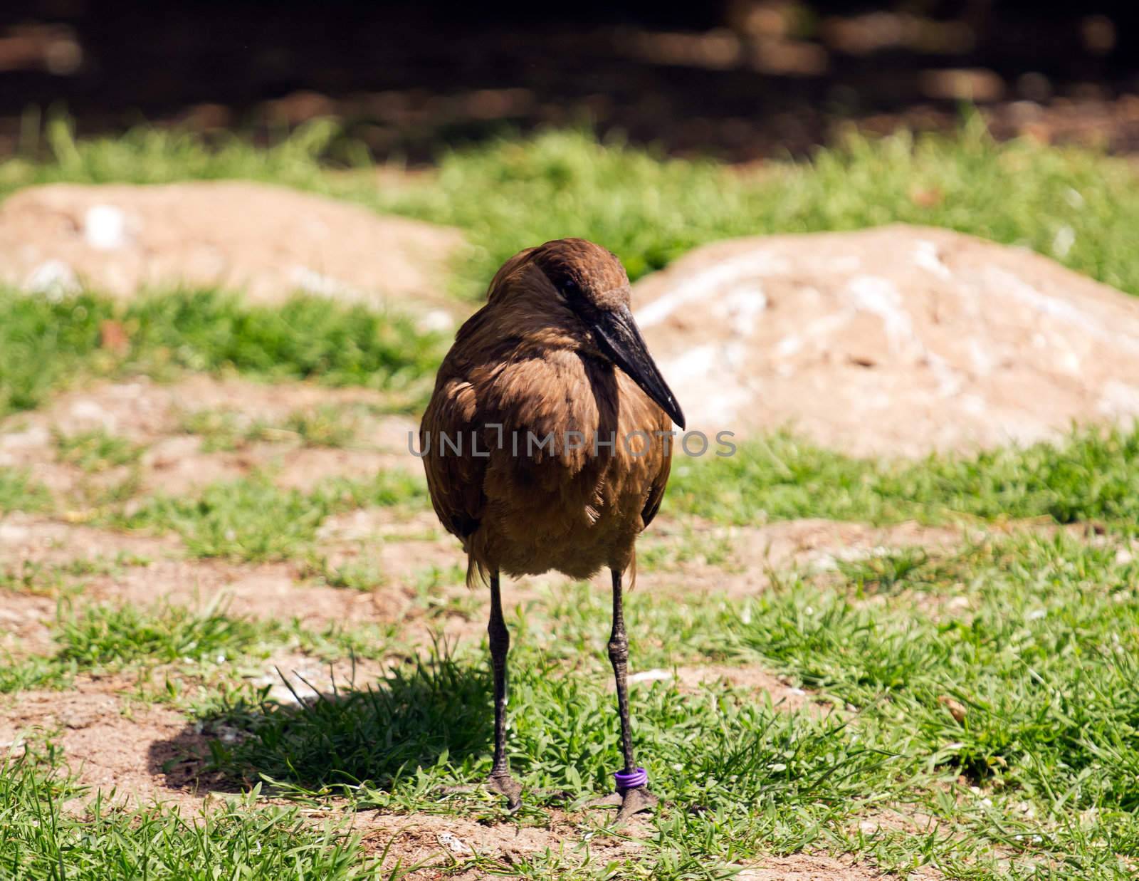 A Bird pauses on the grass of a meadow in summer