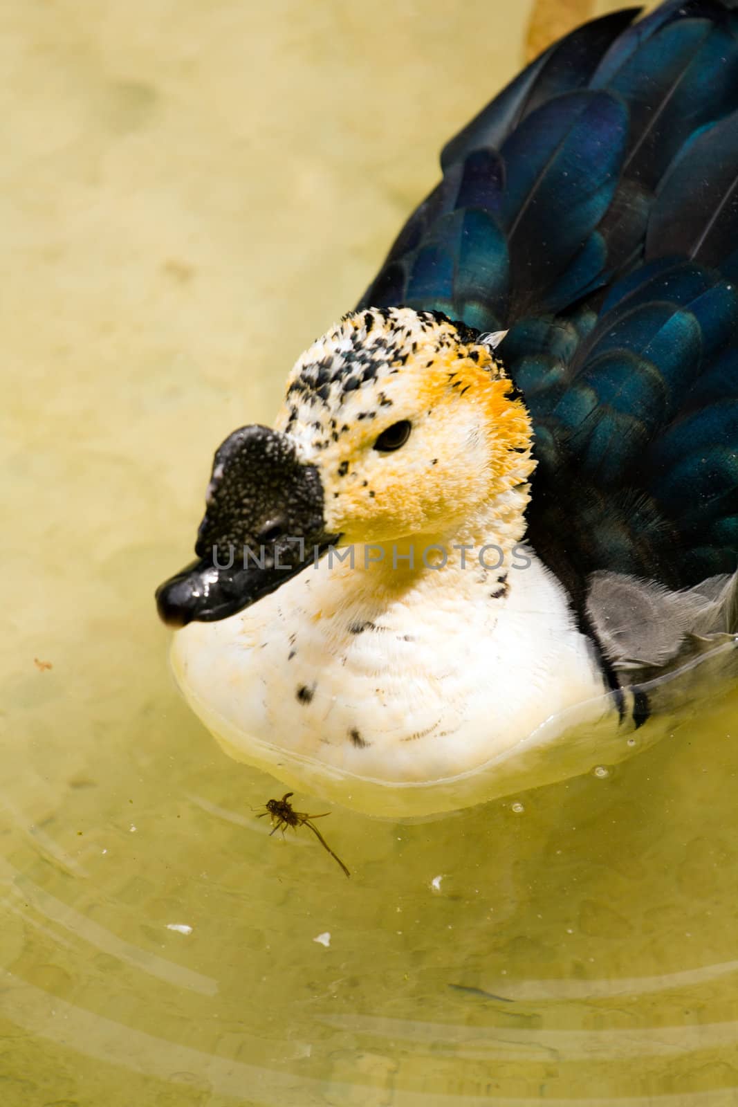 A Duck swims smoothly across the cool lake water in summer
