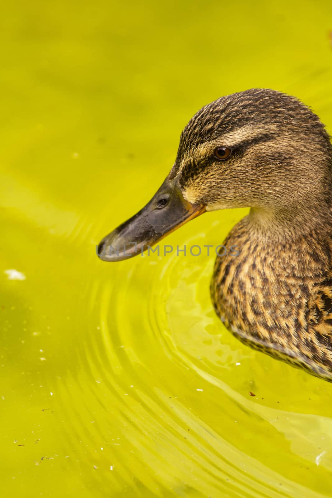 A Duck swims smoothly across the cool lake water in summer