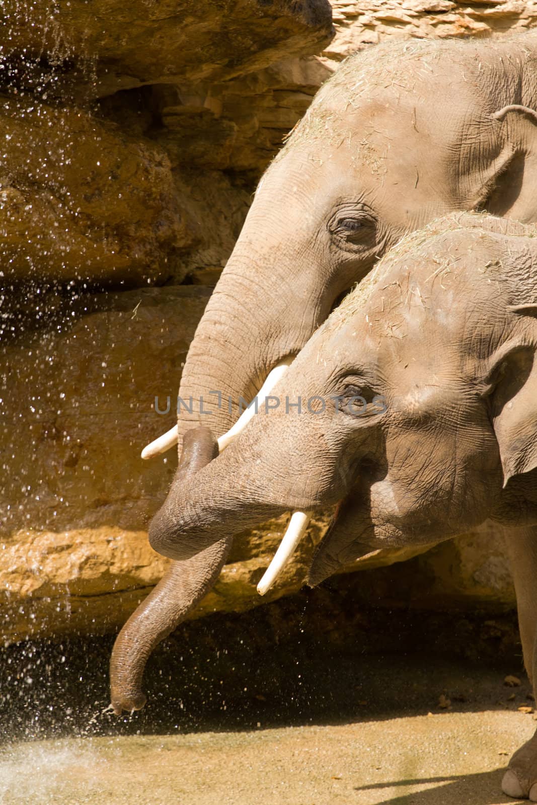 Elephants splashing & playing with water by the watering hole