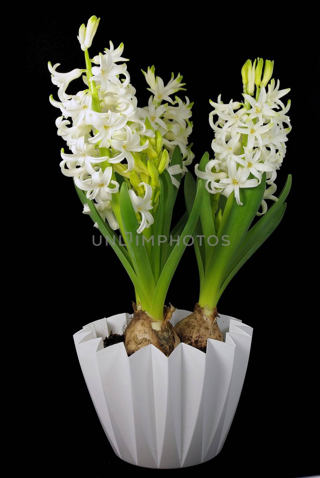 White hyacinth flowers by Vitamin