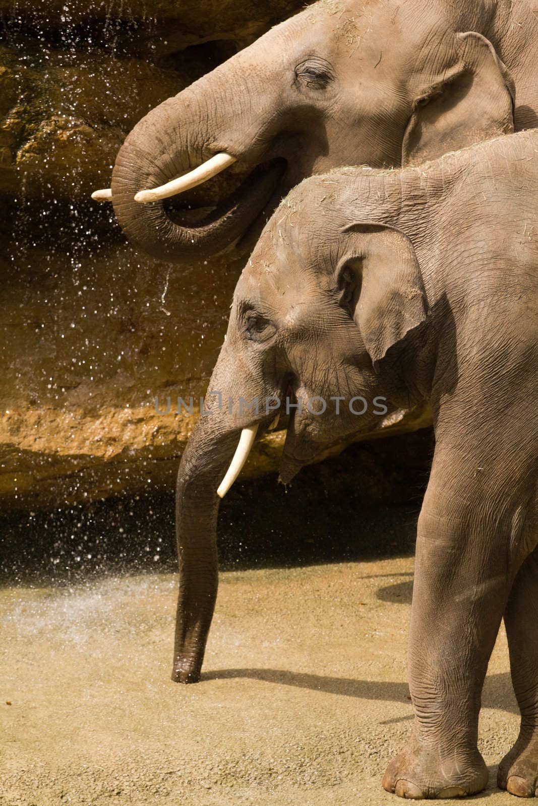 Elephants splashing & playing with water by the watering hole