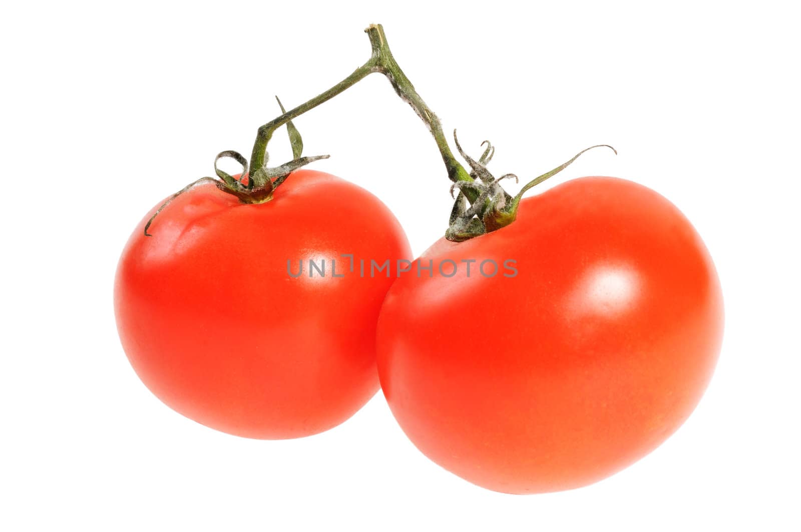 Two tomato on branch. Isolated on white background.