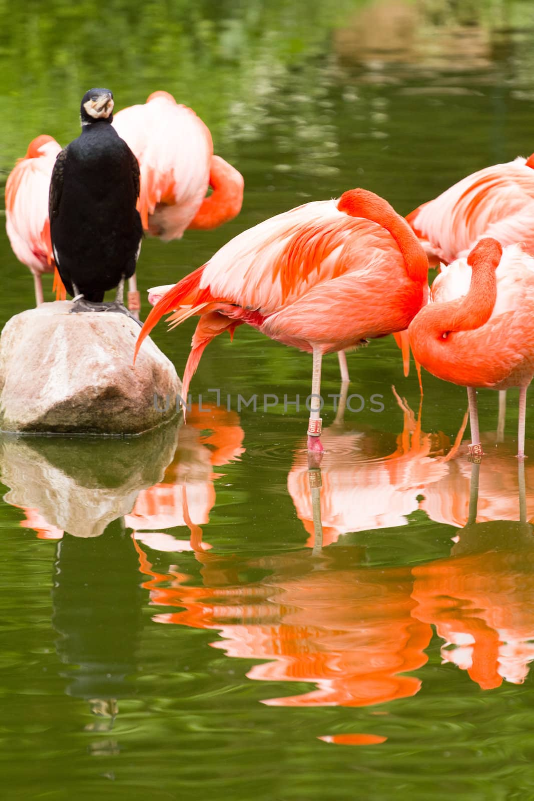 Flamingos rest by the cool lake water from the summer sun