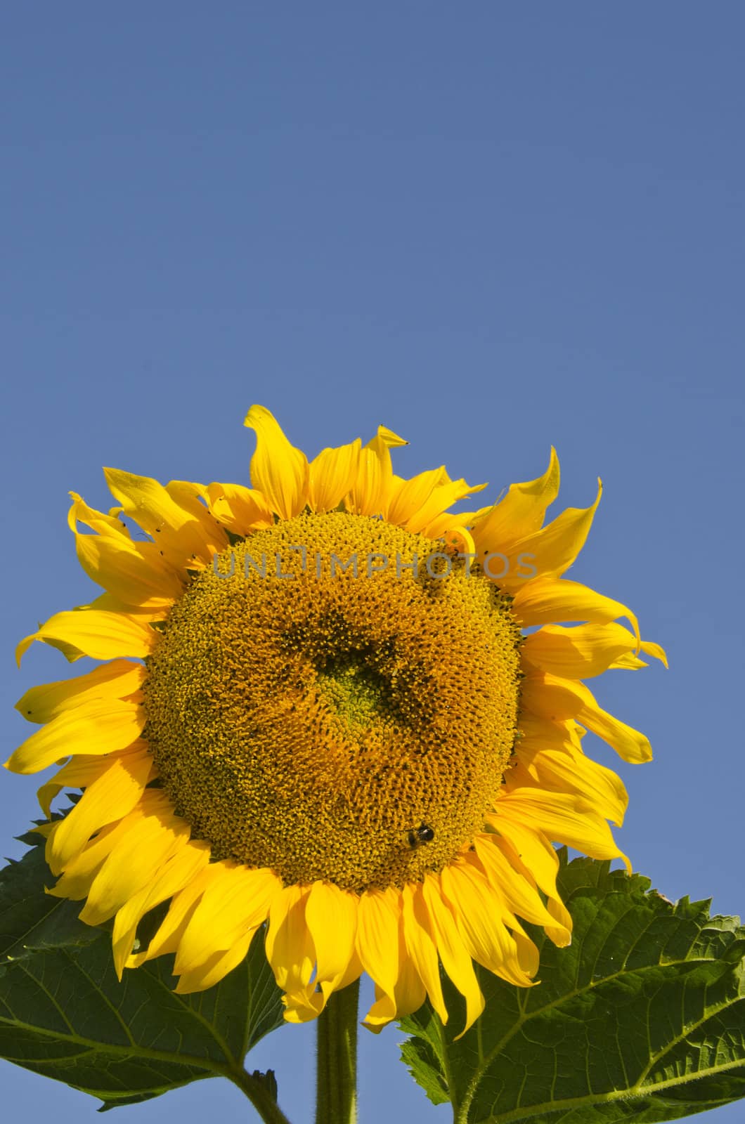 Ripe sunflower head and bumblebee. by sauletas