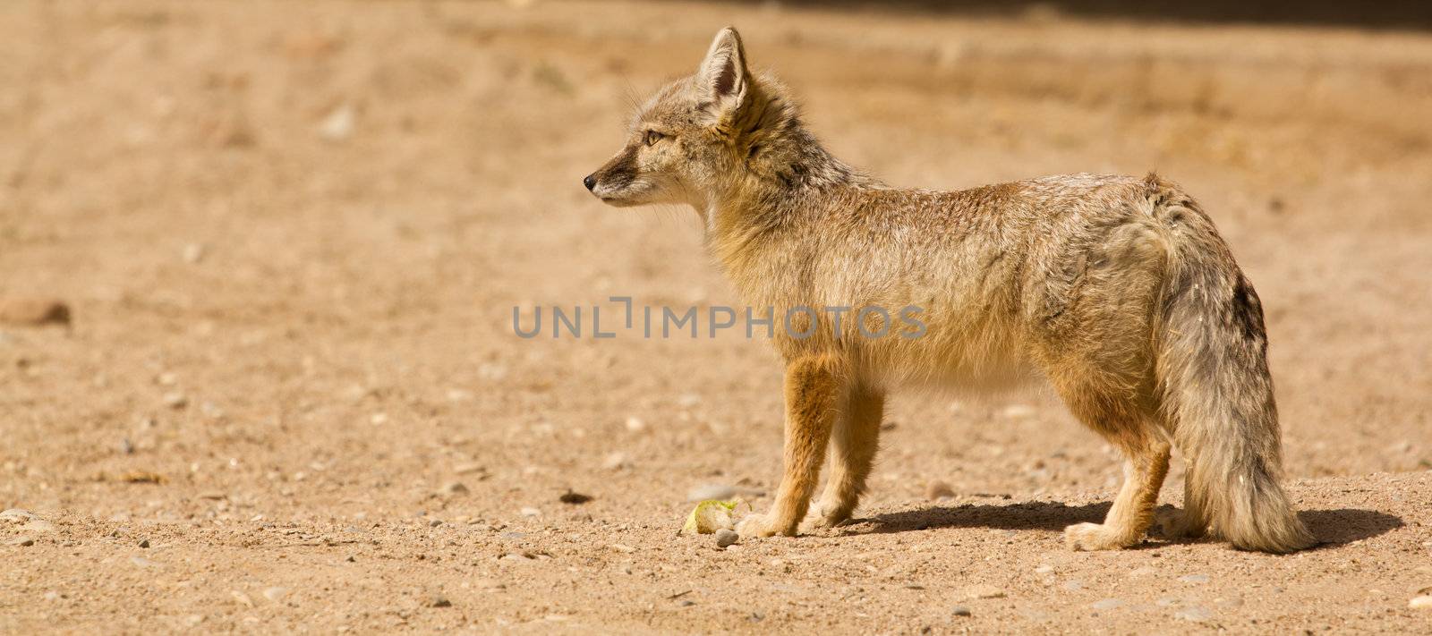 A light colored fox pauses to rest from the warm sun