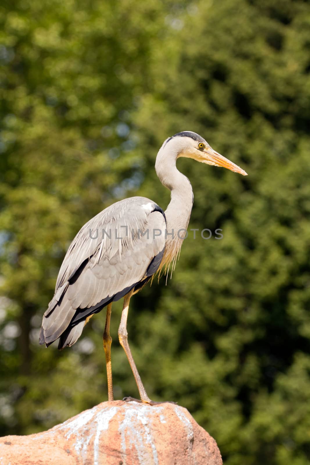 A Heron perched overlooking the still lake water below
