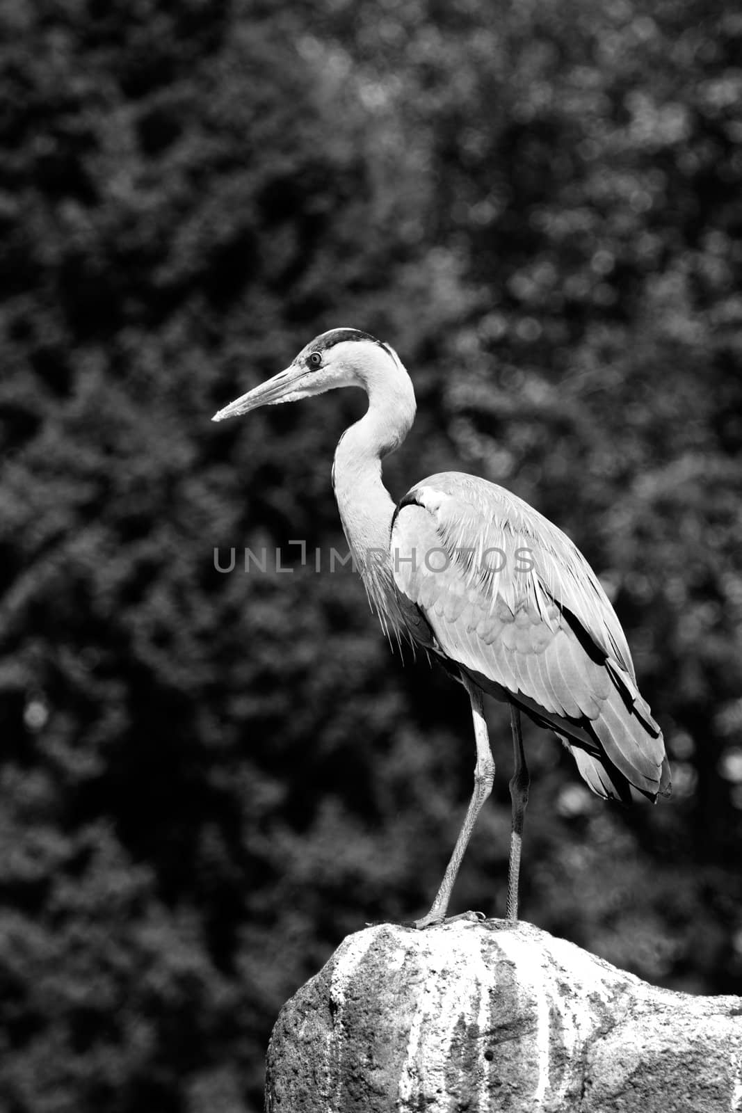 A Heron perched overlooking the still lake water below