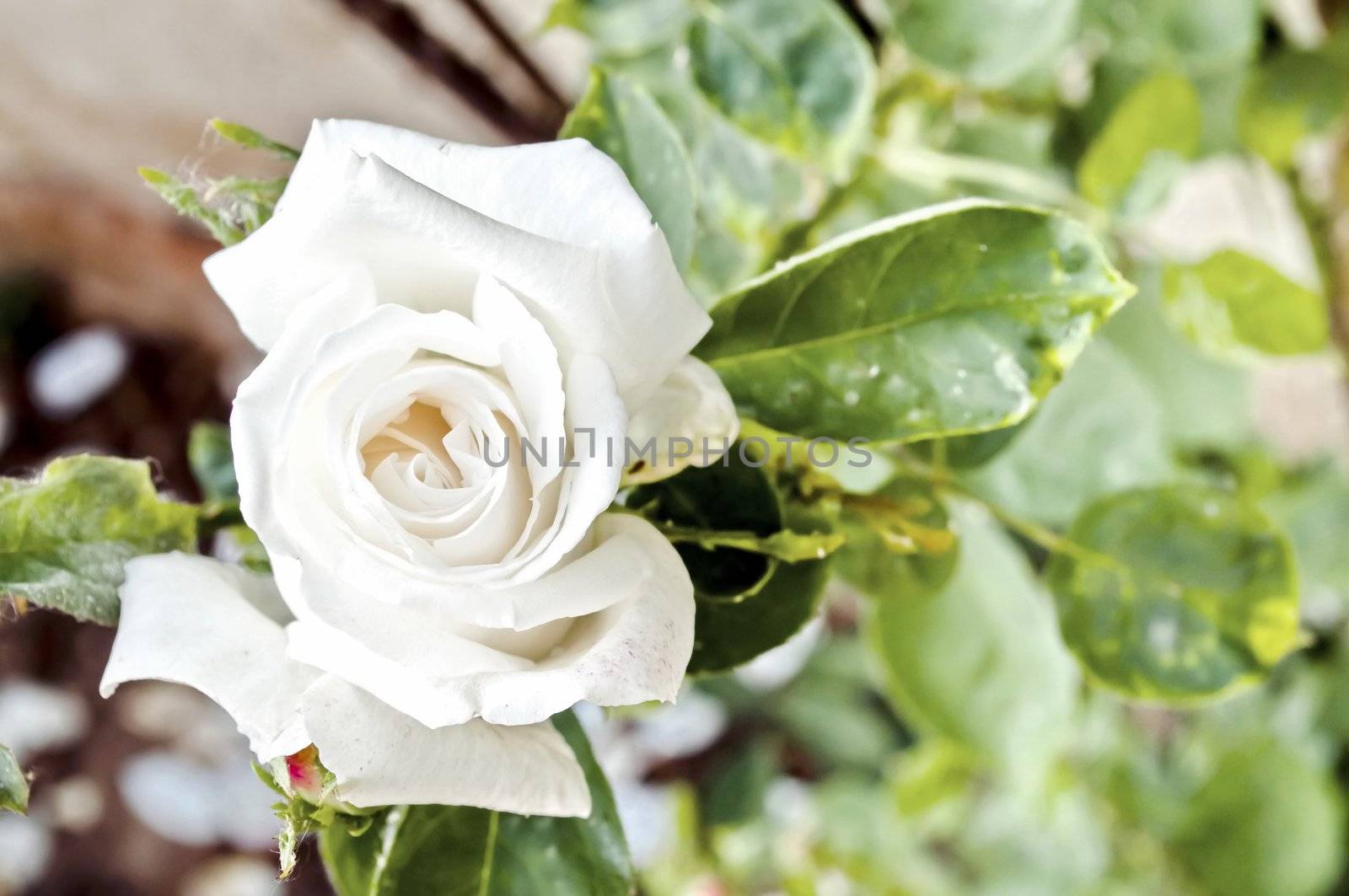White rose by rigamondis