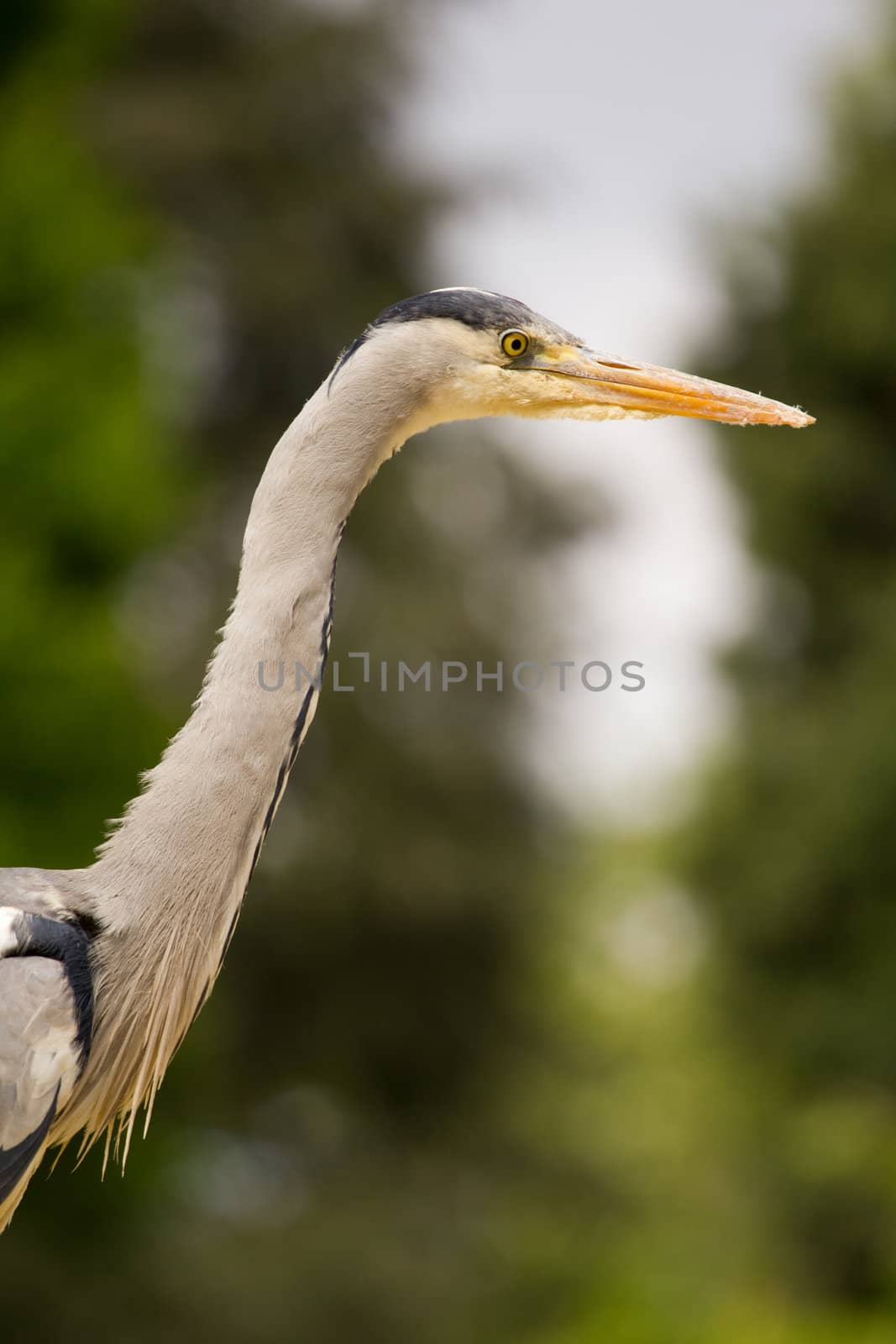 A Heron perched overlooking the still lake water below