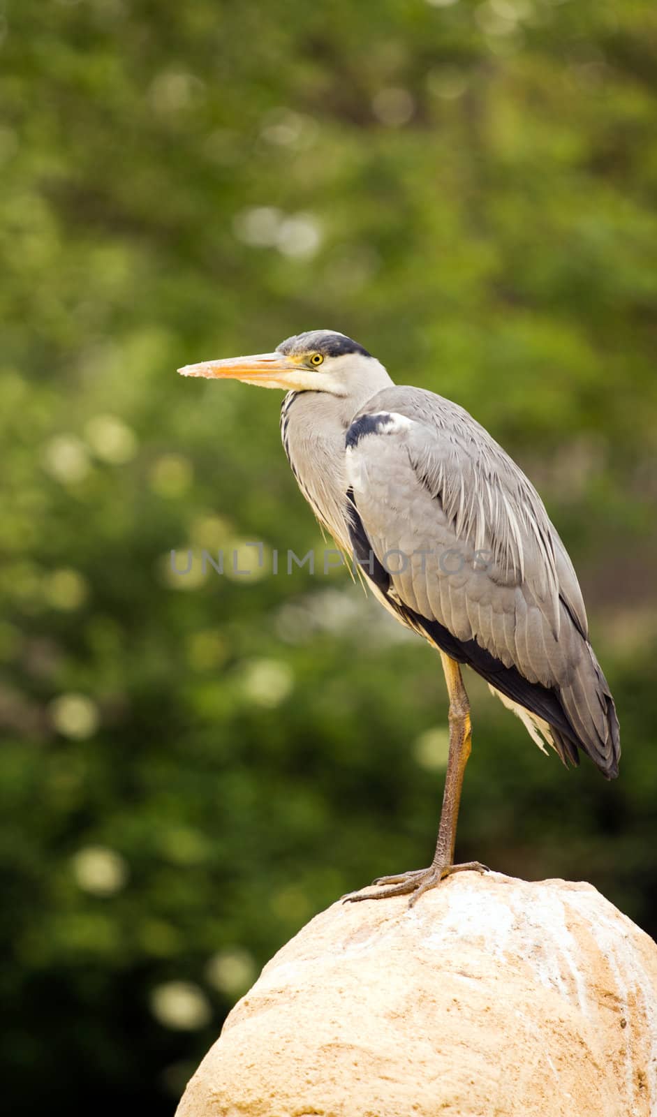 A Heron perched overlooking the still lake water below