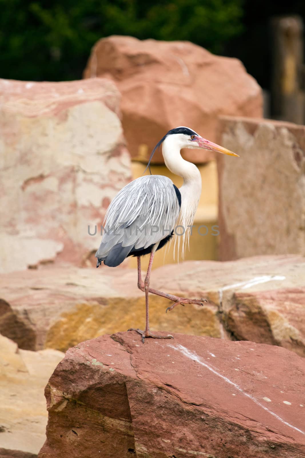 A Heron perched overlooking the still lake water below