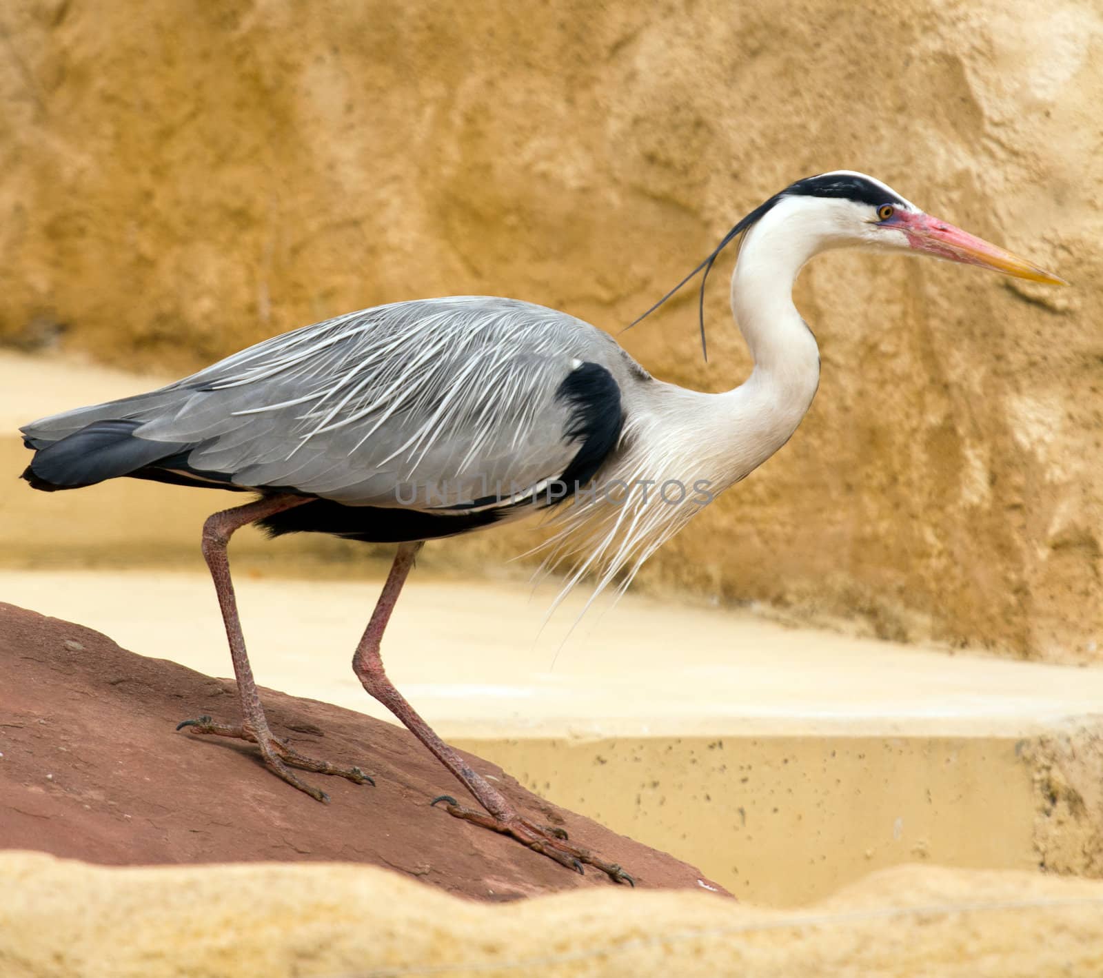 A Heron perched overlooking the still lake water below