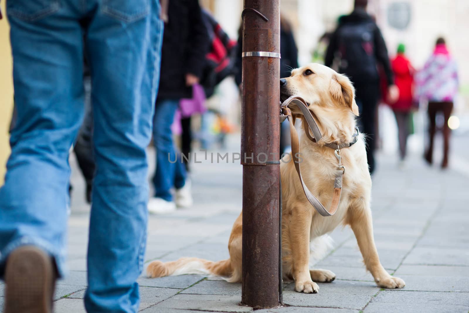 lonely cute dog waiting patiently for his master on a city stree by viktor_cap