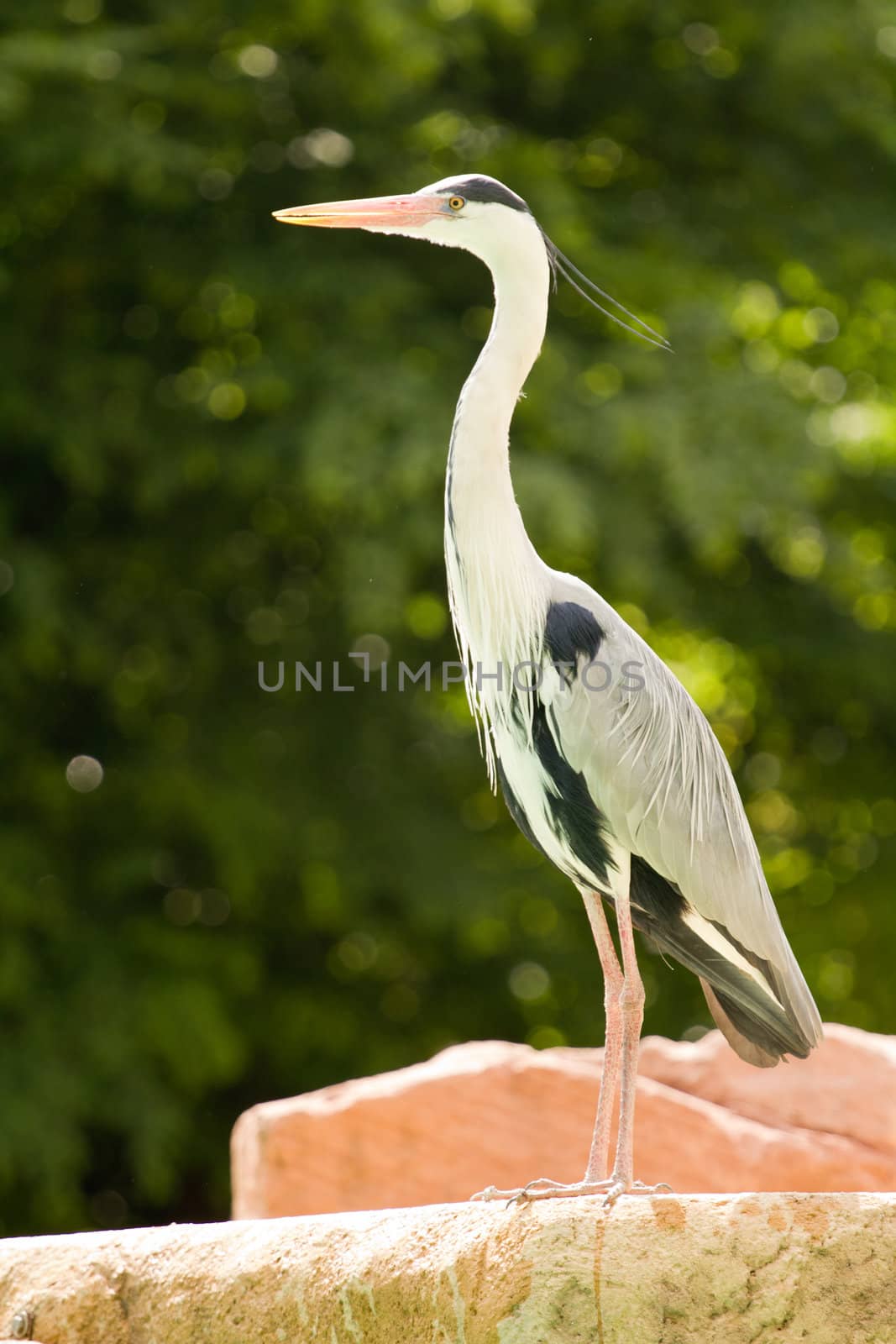 A Heron perched overlooking the still lake water below