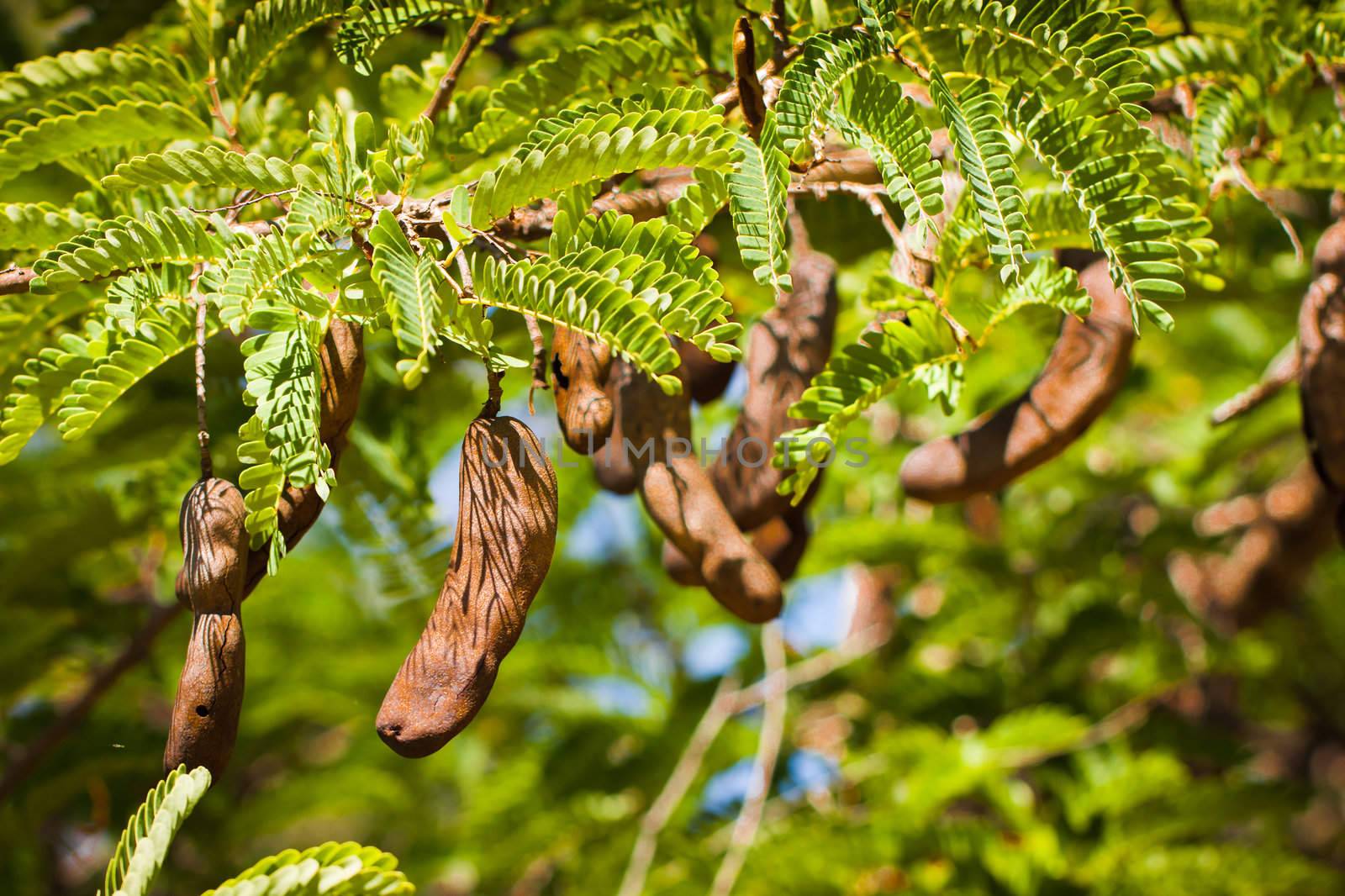 Branch of a beautiful Tamarind tree with many seed pods