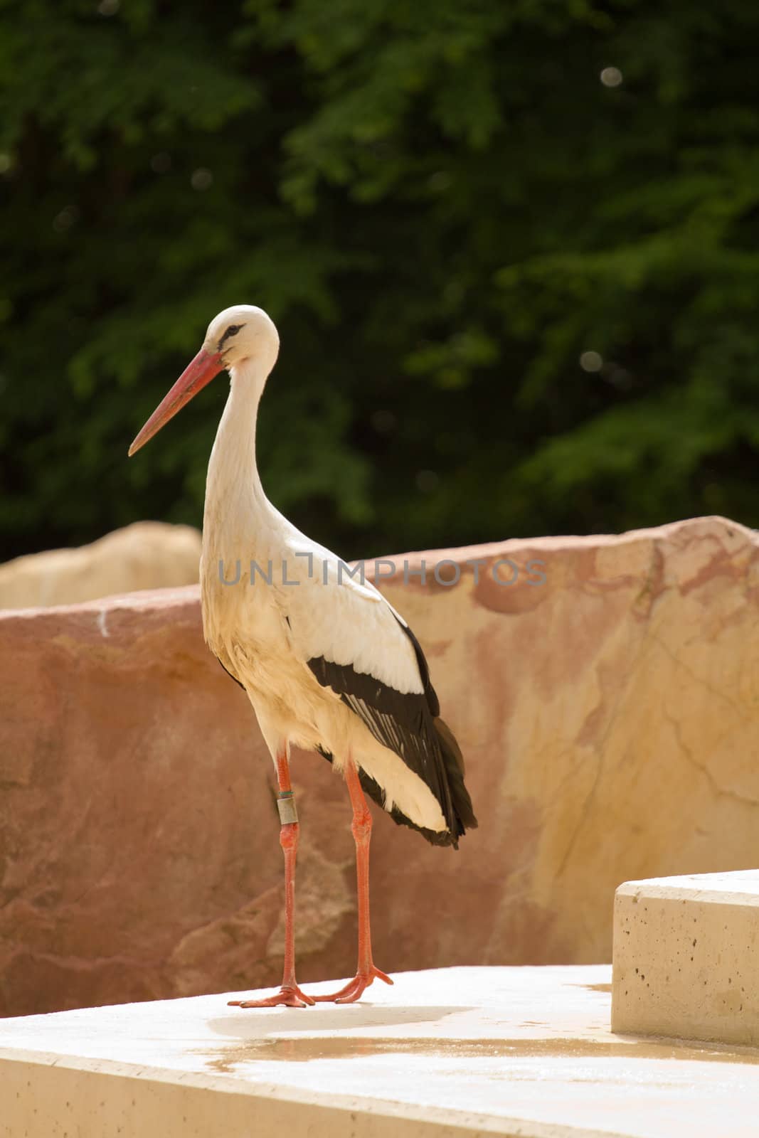 A Heron perched overlooking the still lake water below
