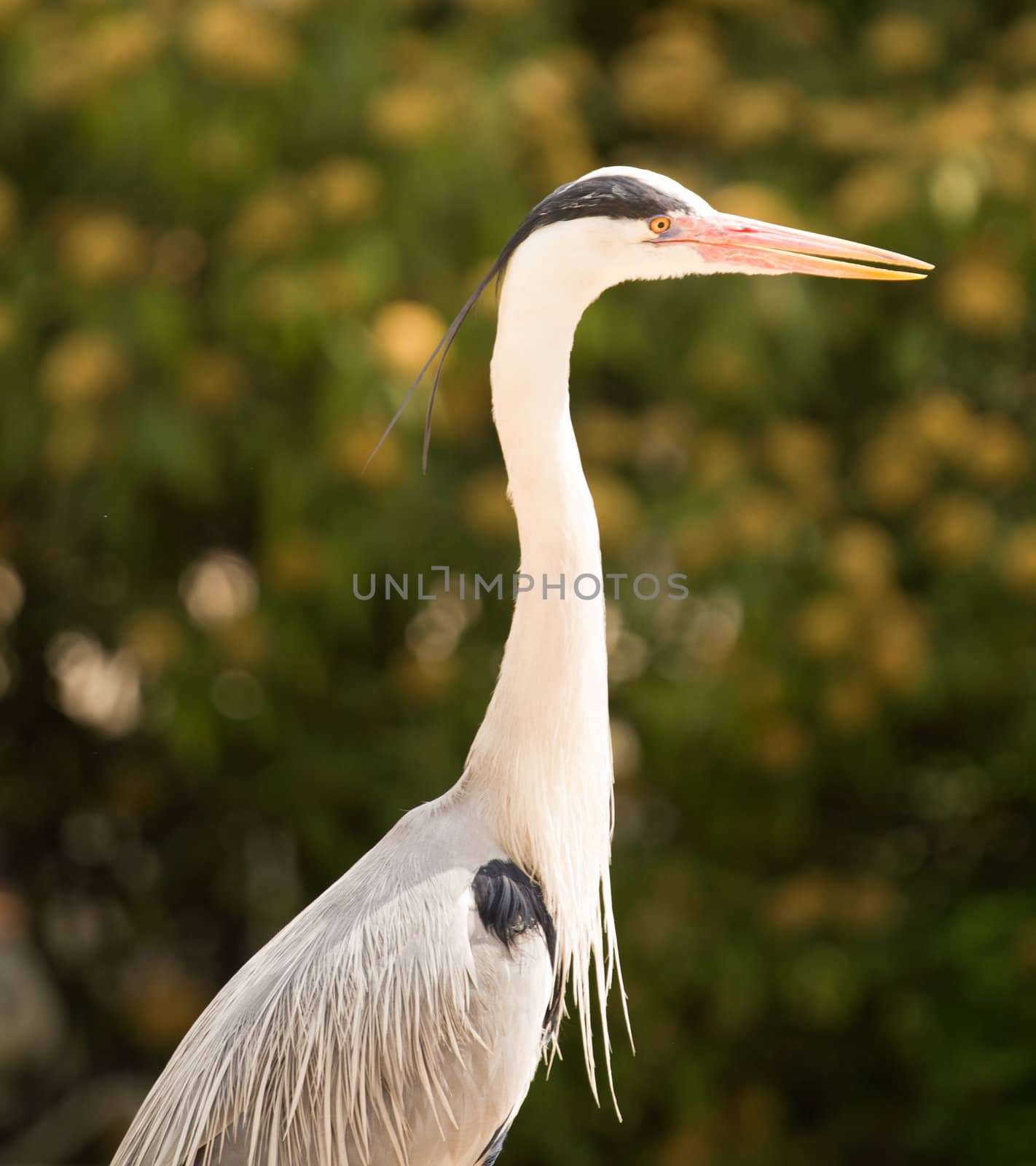 A Heron perched overlooking the still lake water below