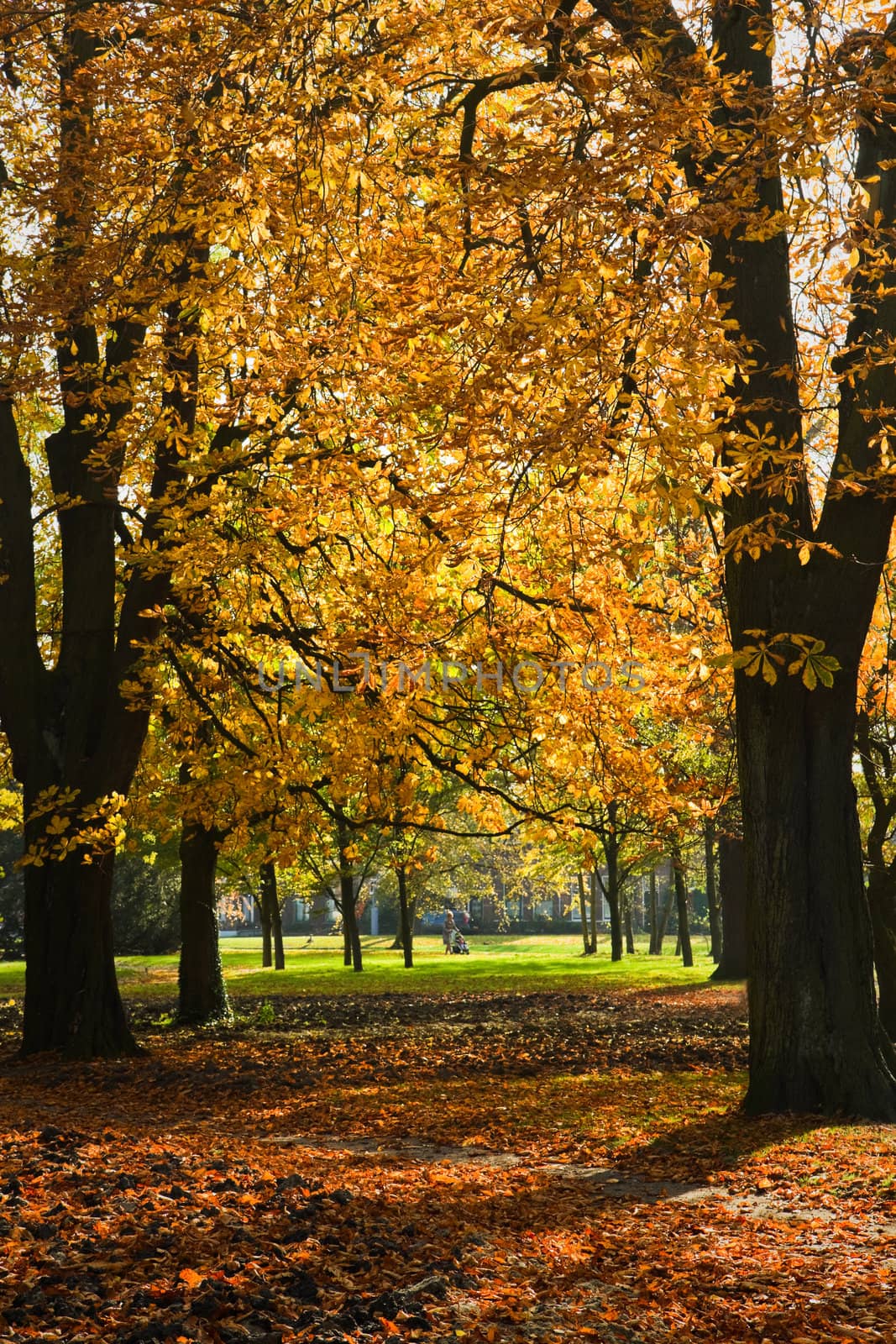 Park in autumn with Chestnut trees by Colette