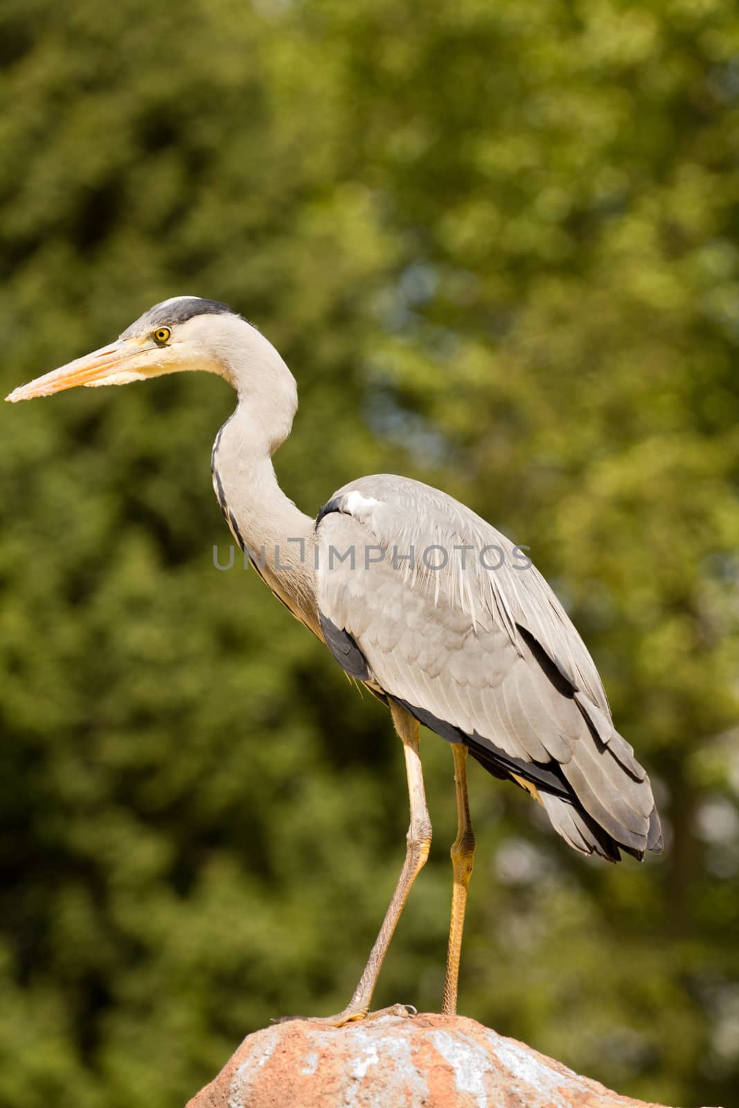 A Heron perched overlooking the still lake water below