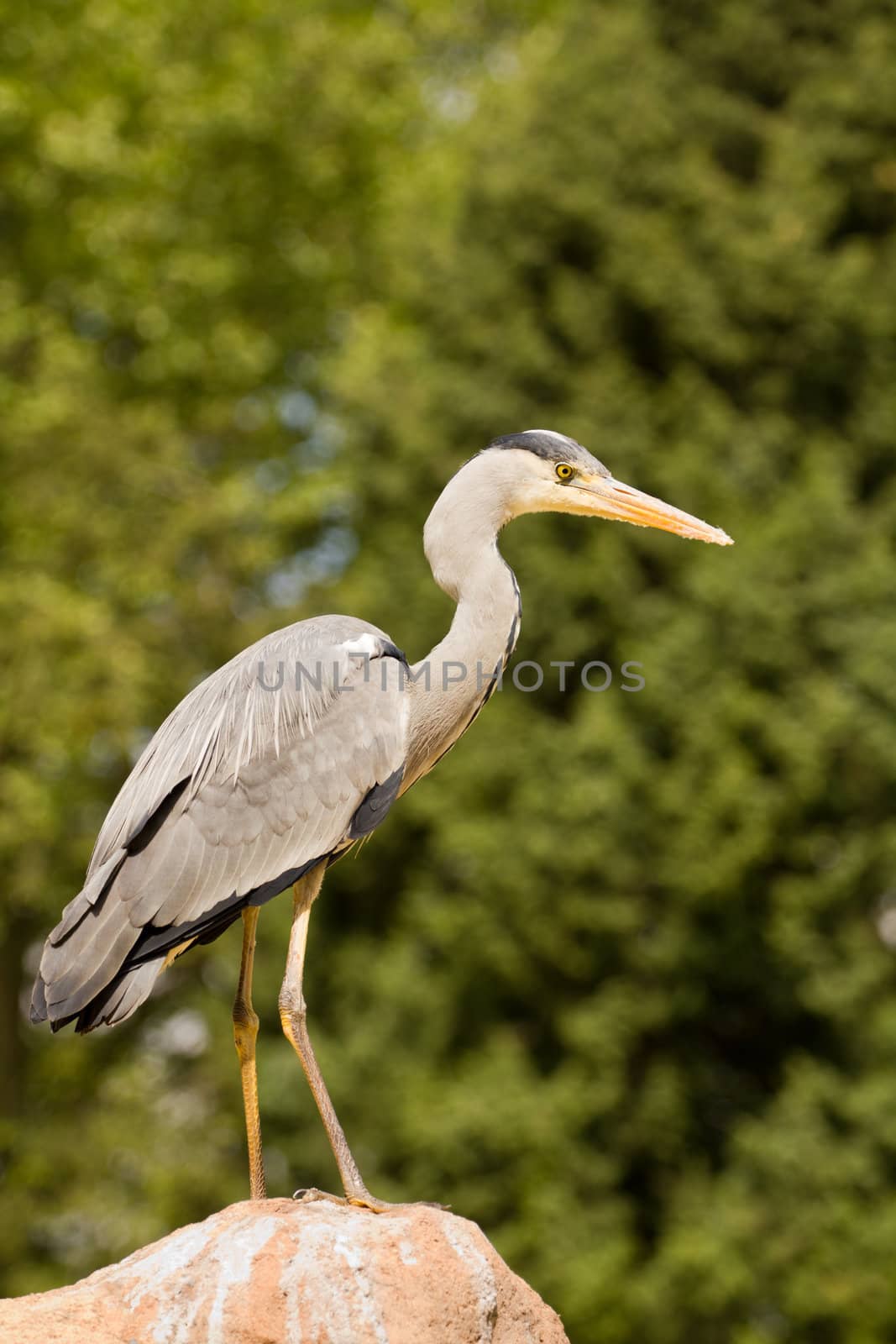 A Heron perched overlooking the still lake water below