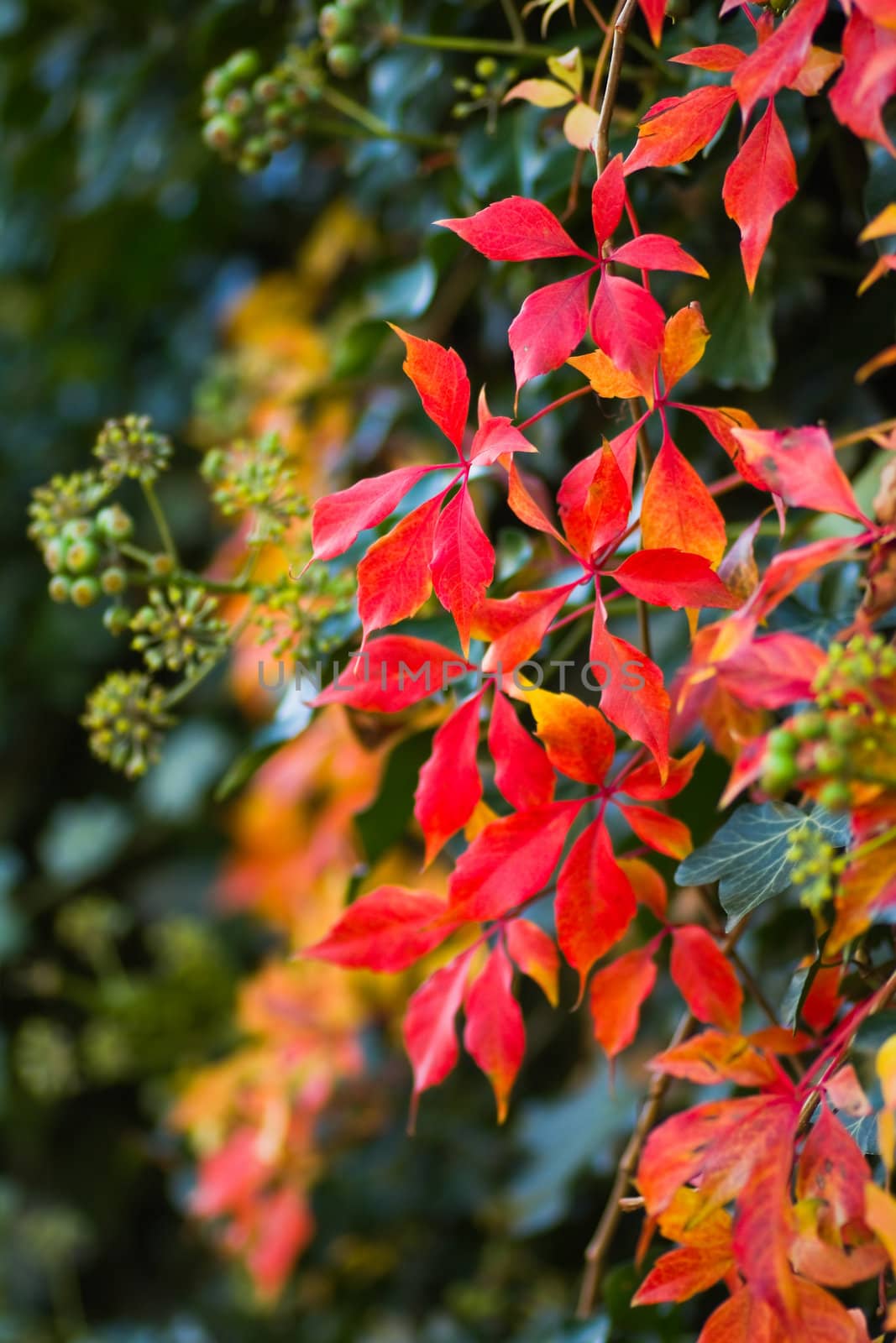 Colorful Virginian creeper and blooming ivy in fall by Colette