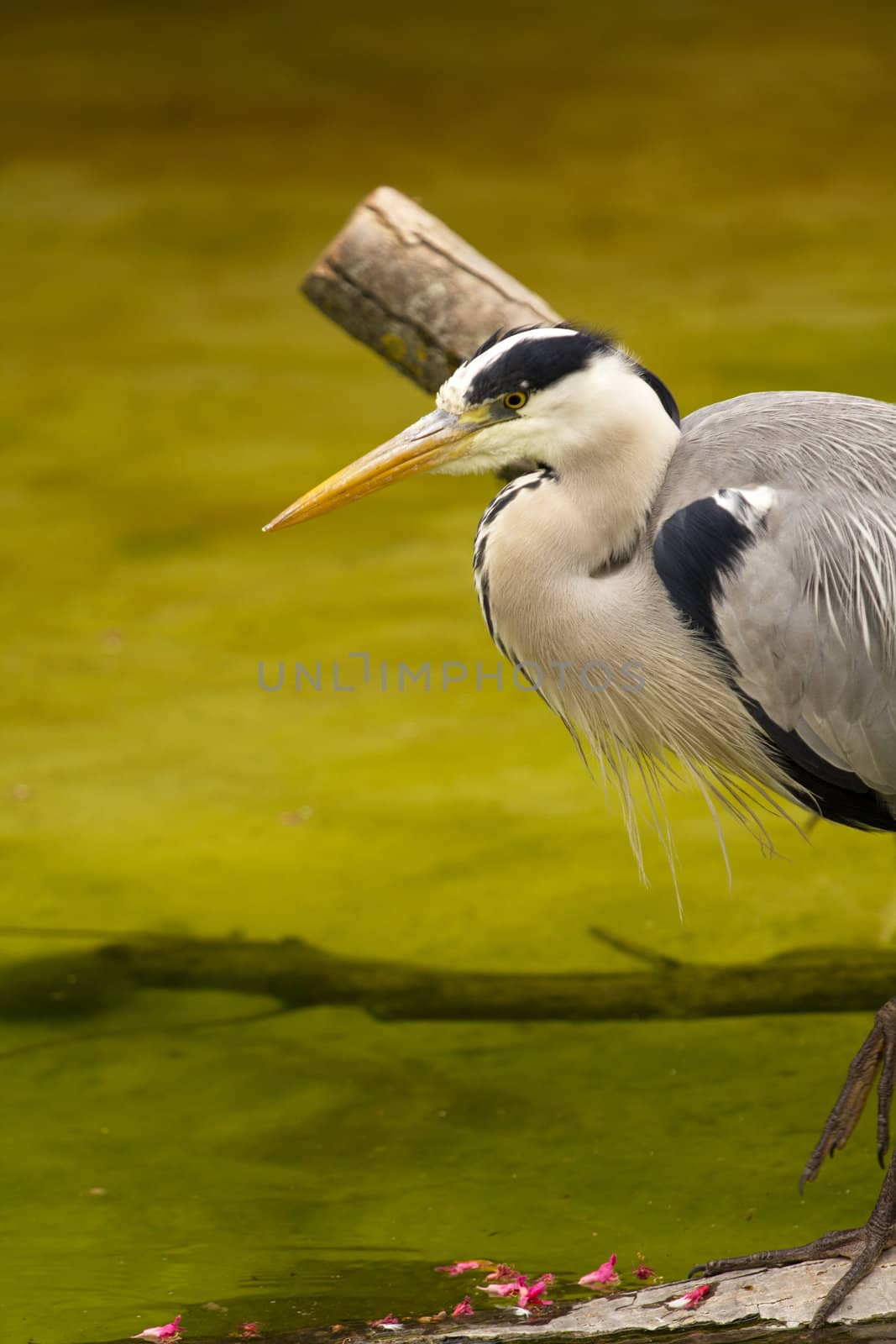 A Heron perched overlooking the still lake water below