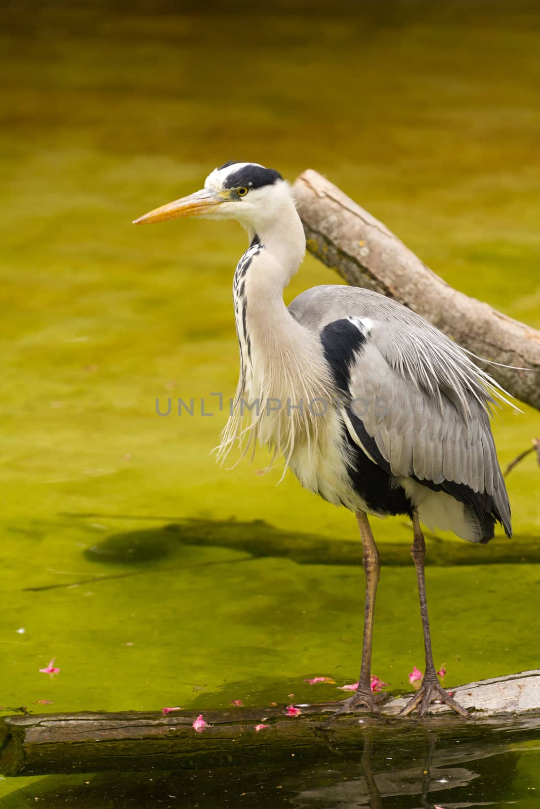 A Heron perched overlooking the still lake water below