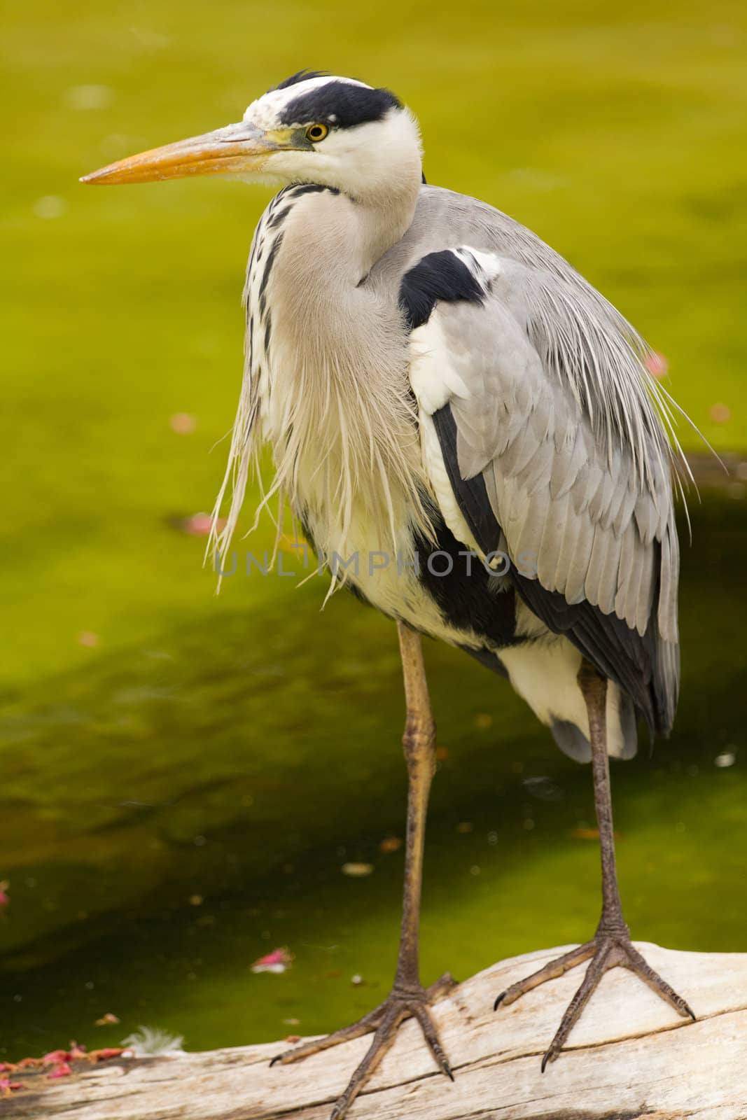 A Heron perched overlooking the still lake water below