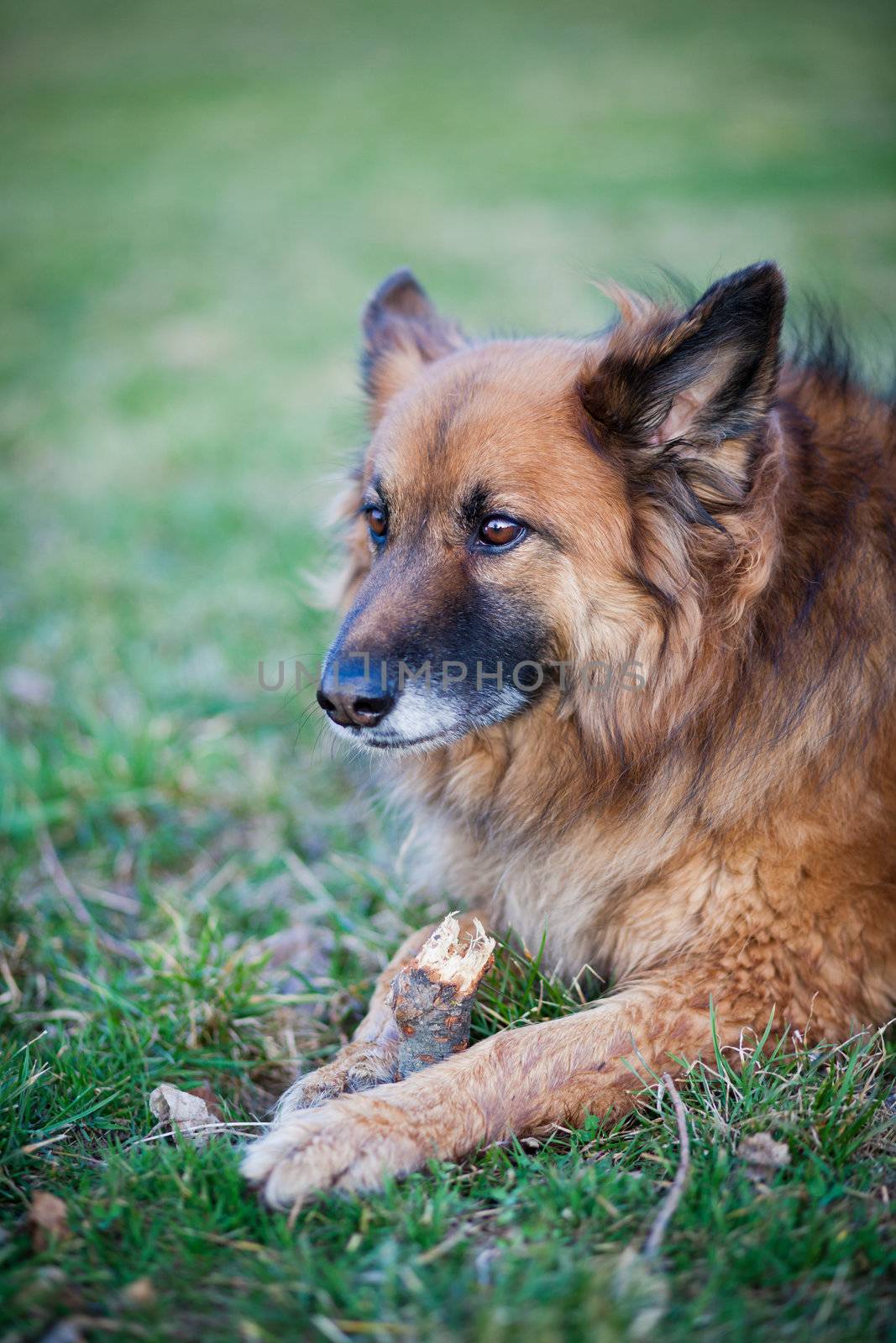 Belgian Shepherd Dog by viktor_cap