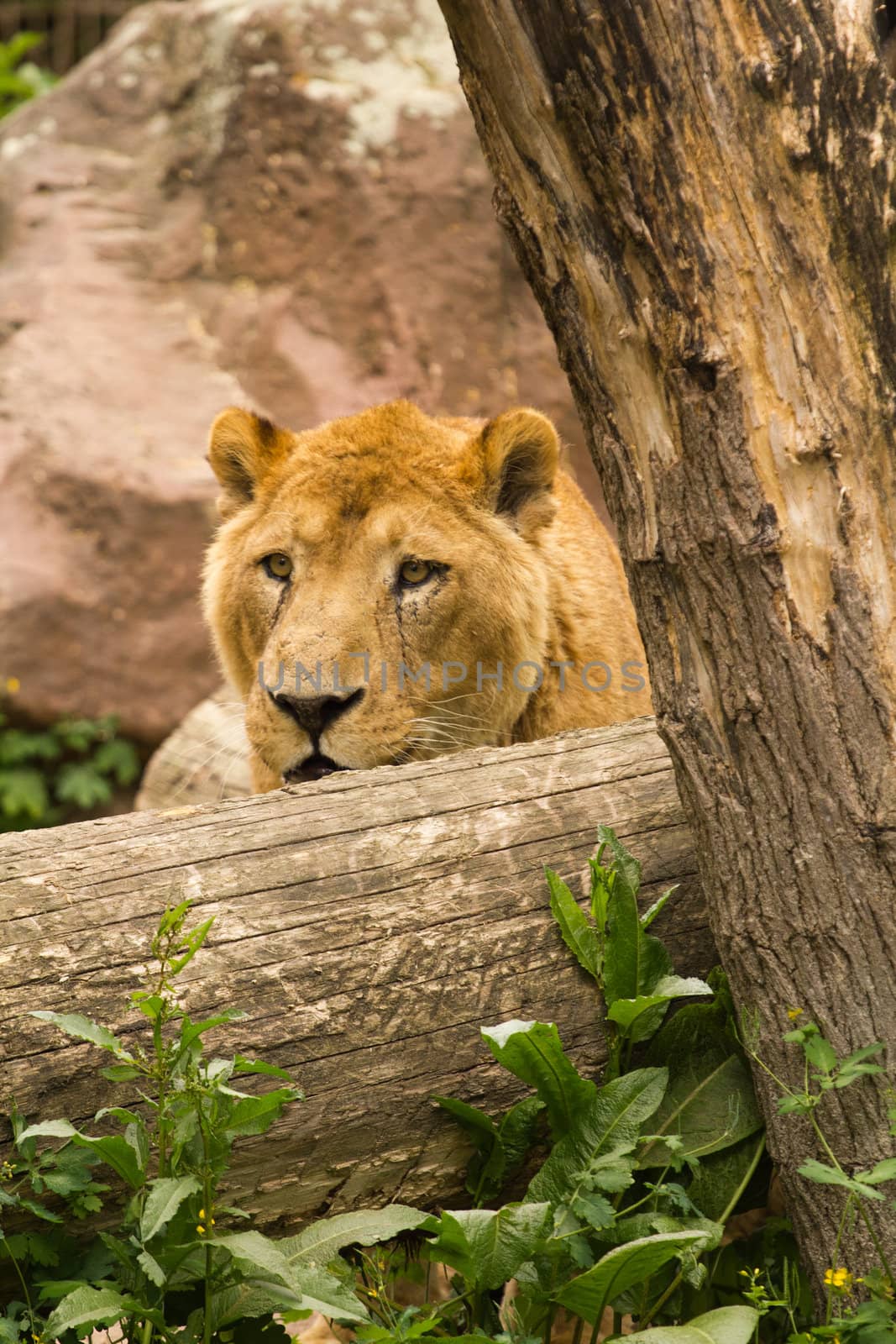 A Lioness pauses to rest near the waterside in summer