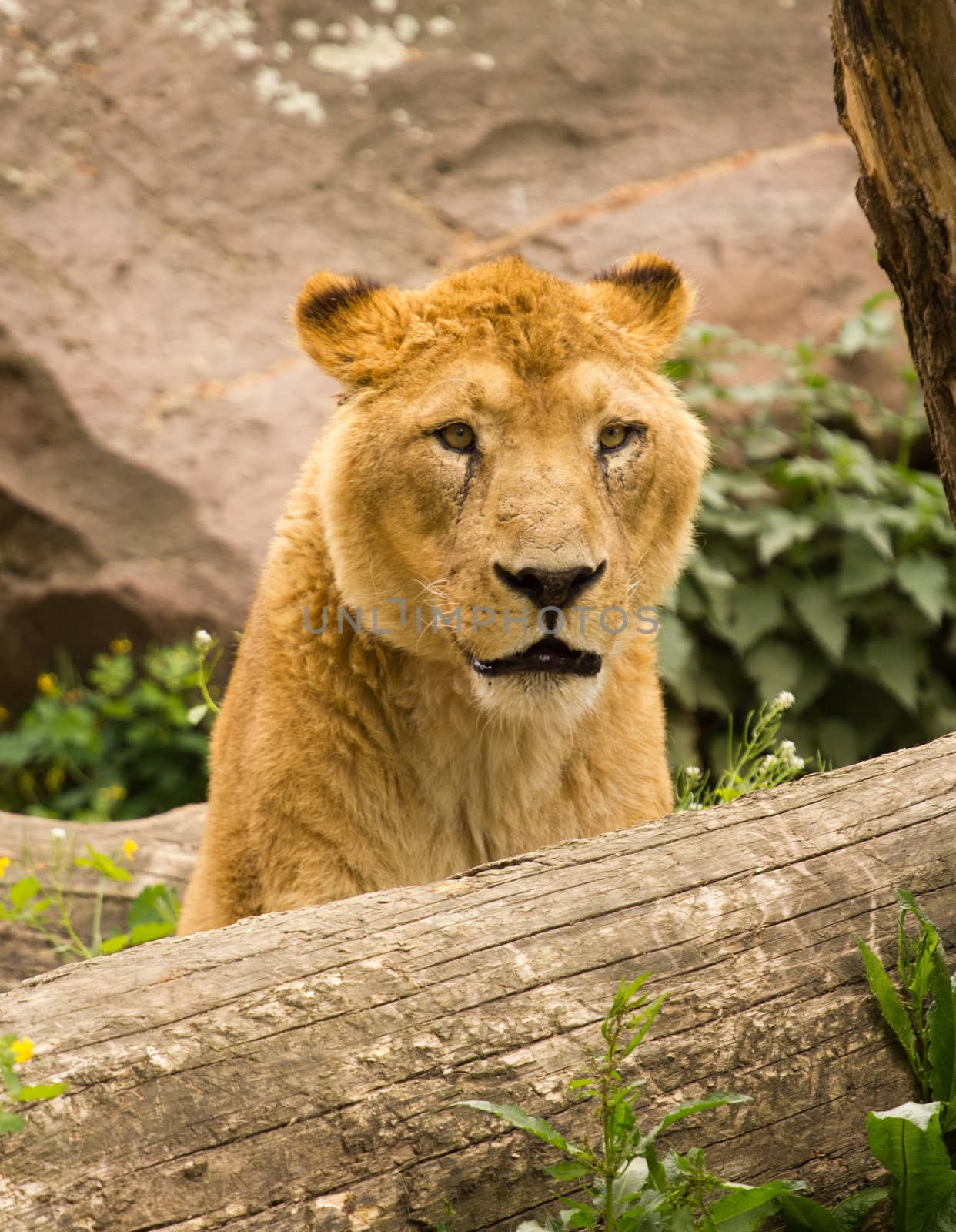 A Lioness pauses to rest near the waterside in summer