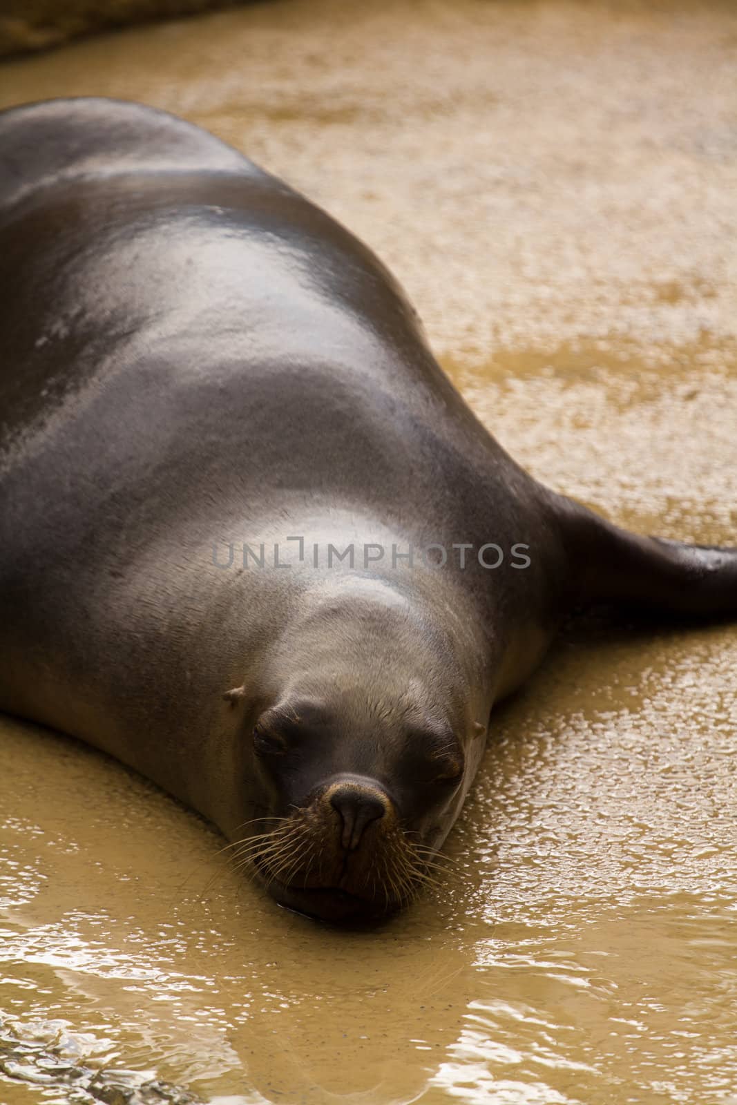 A Sea Lion cools off at the water's edge from the summer heat