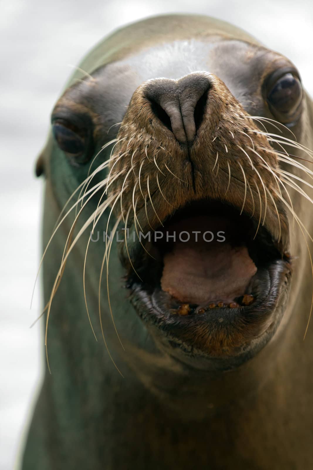 A Sea Lion cools off at the water's edge from the summer heat