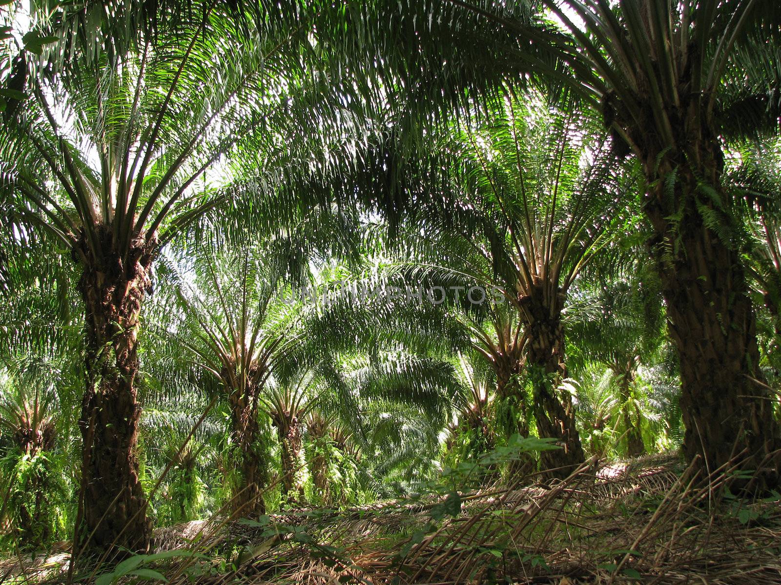 Garden oil palm tree at the south of Thailand