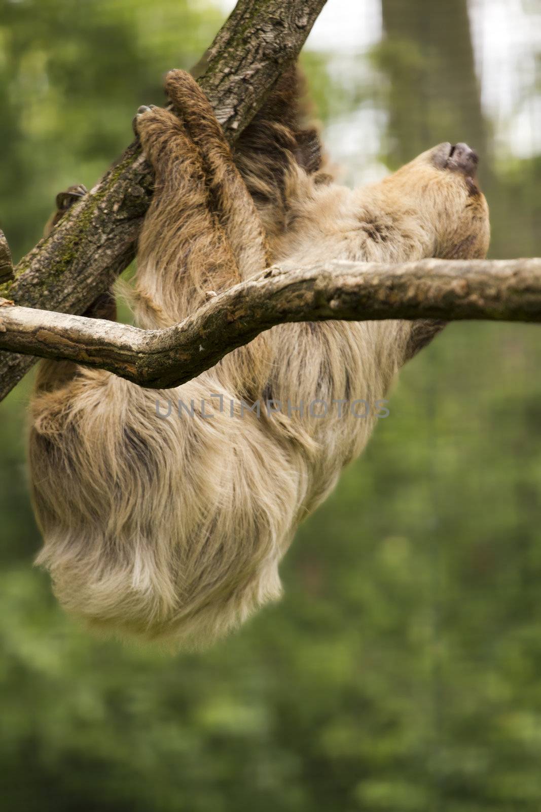 A Sloth hangs from tree branches chewing on vegetation
