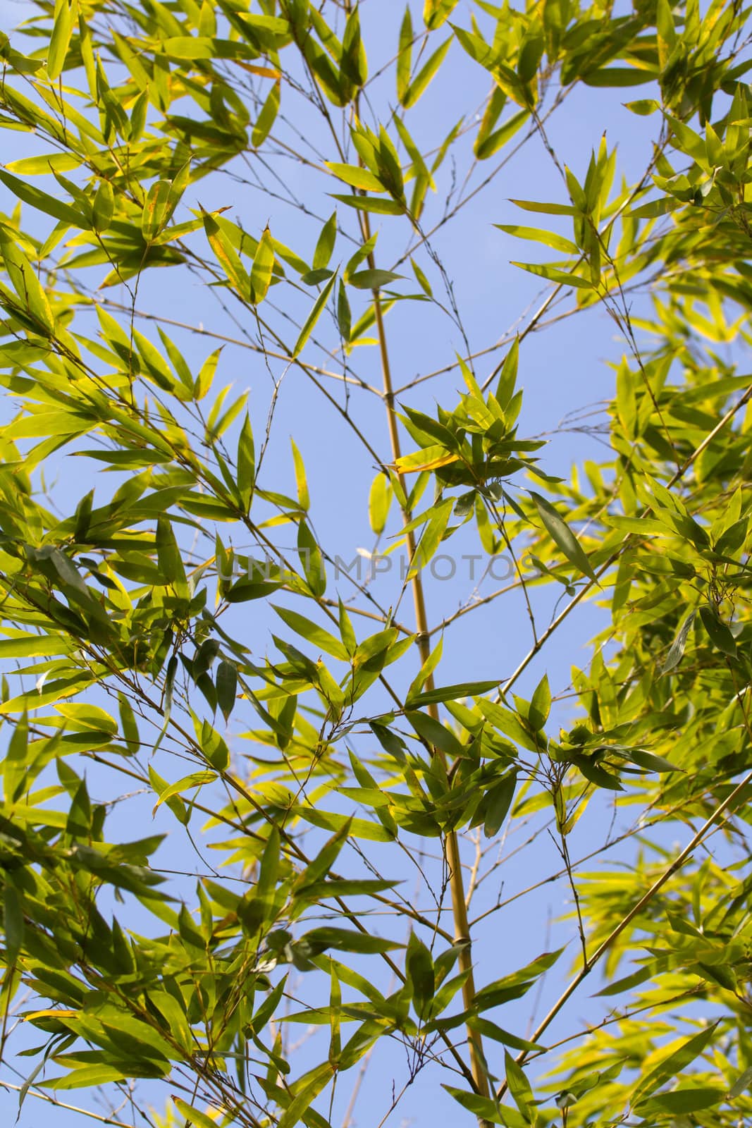 An Exotic Garden in Europe exhibits worldwide botanical beauty