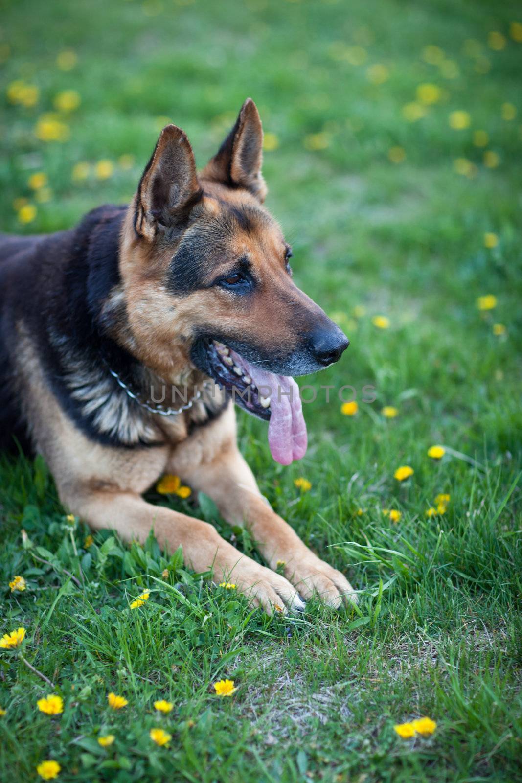 Clever German Shepherd dog lying in the spring grass, waiting for his master's command